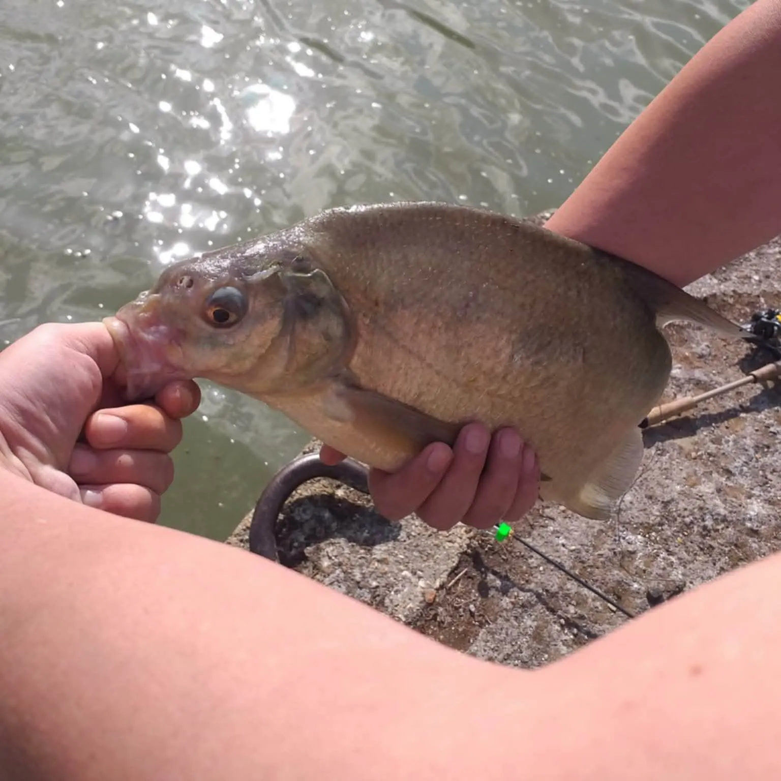 Common bream caught on Fishbrain