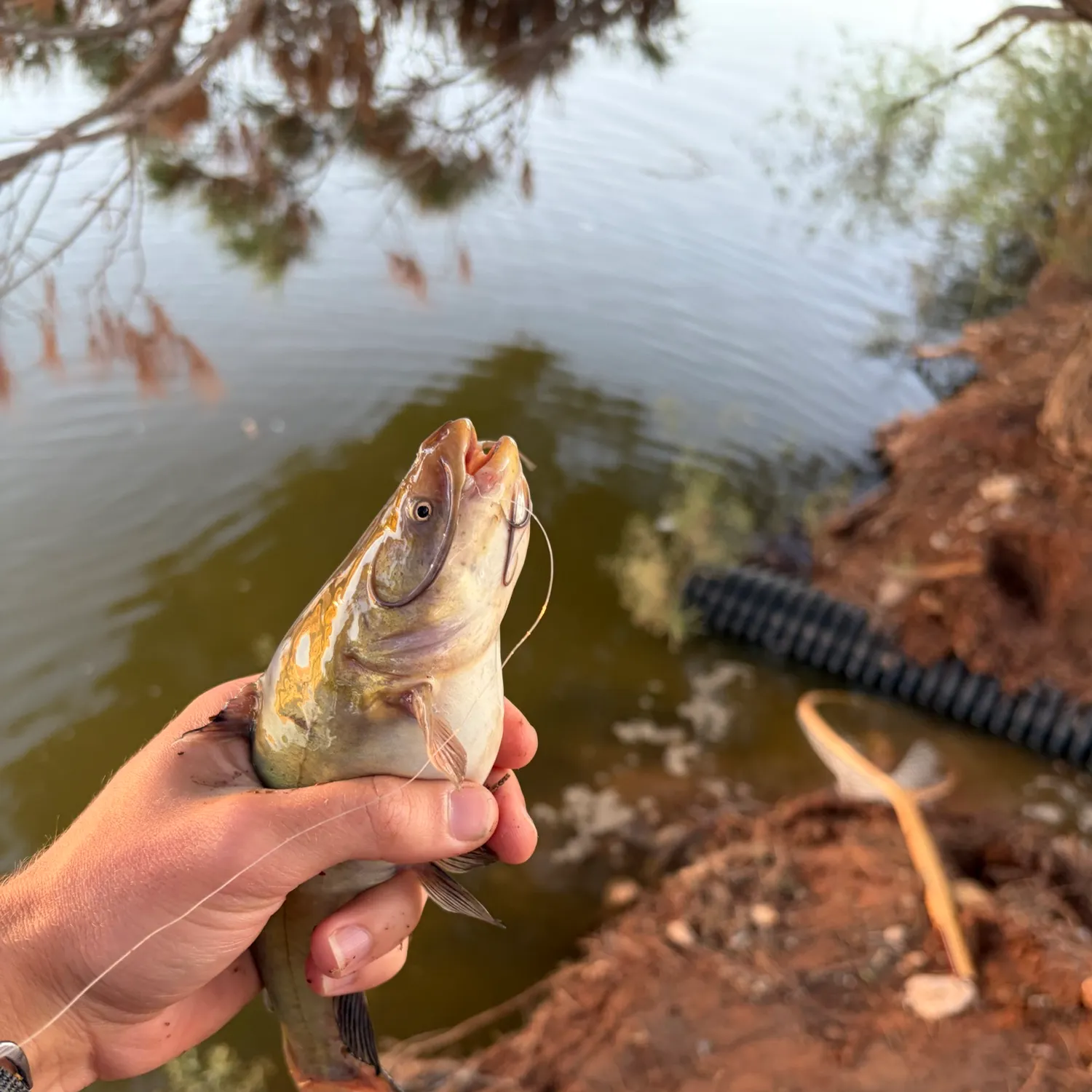 Black bullhead caught on Fishbrain