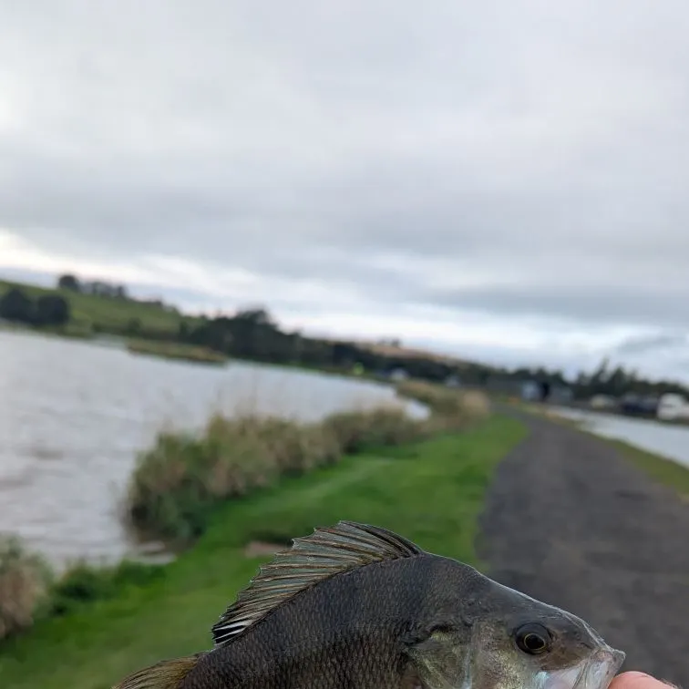 European perch caught on Fishbrain