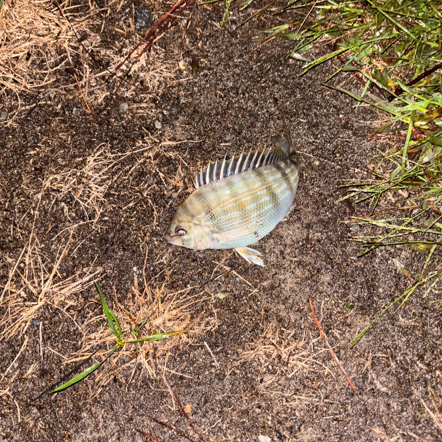 Pinfish caught on Fishbrain