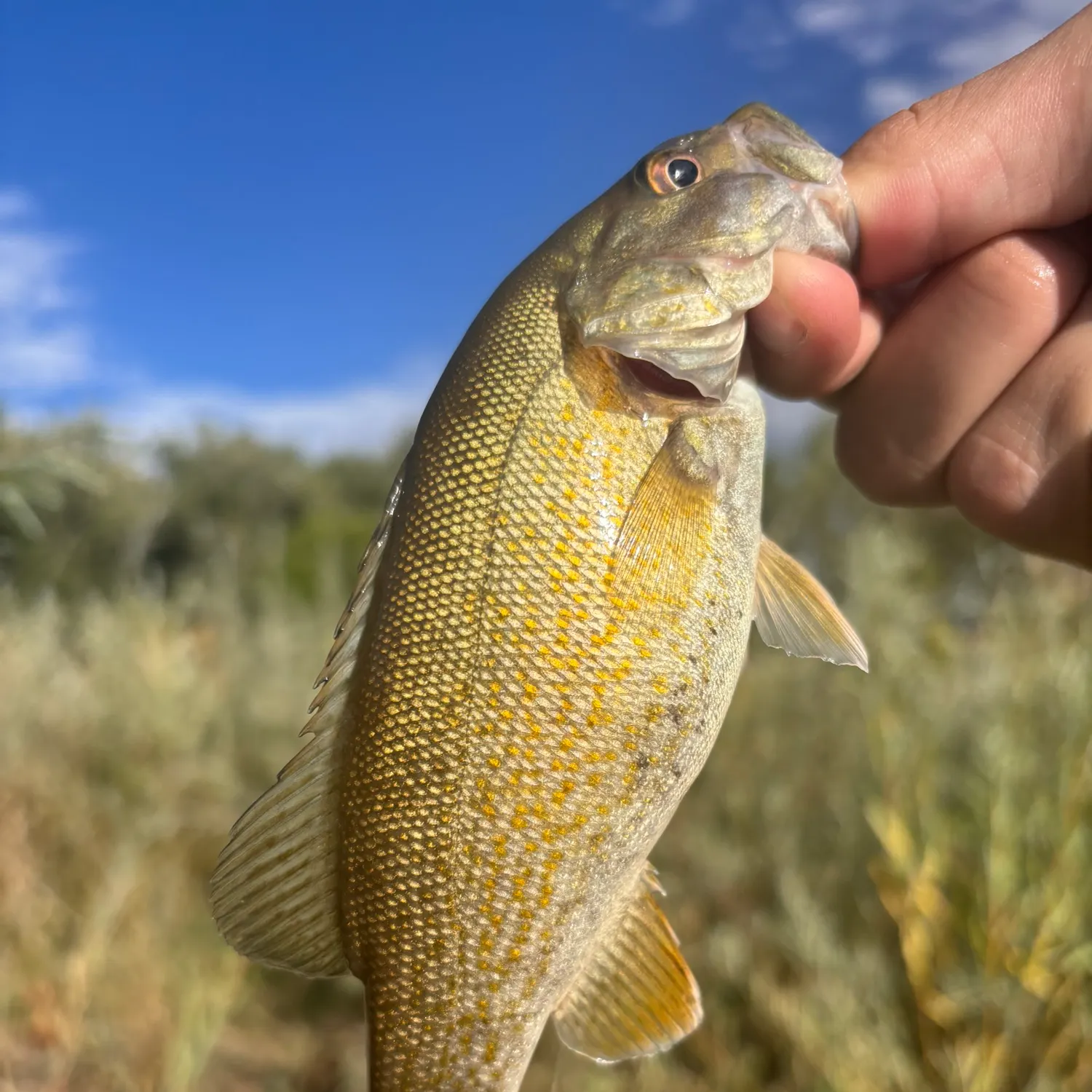 Smallmouth bass caught on Fishbrain