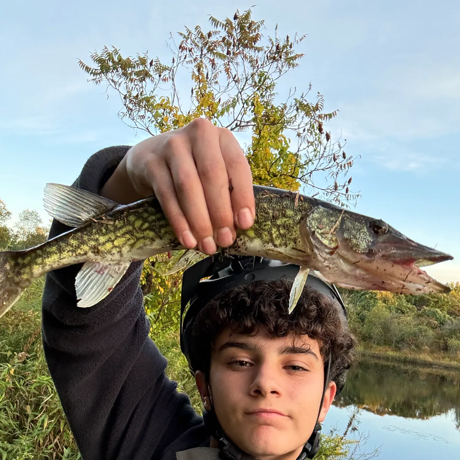 Chain pickerel caught on Fishbrain