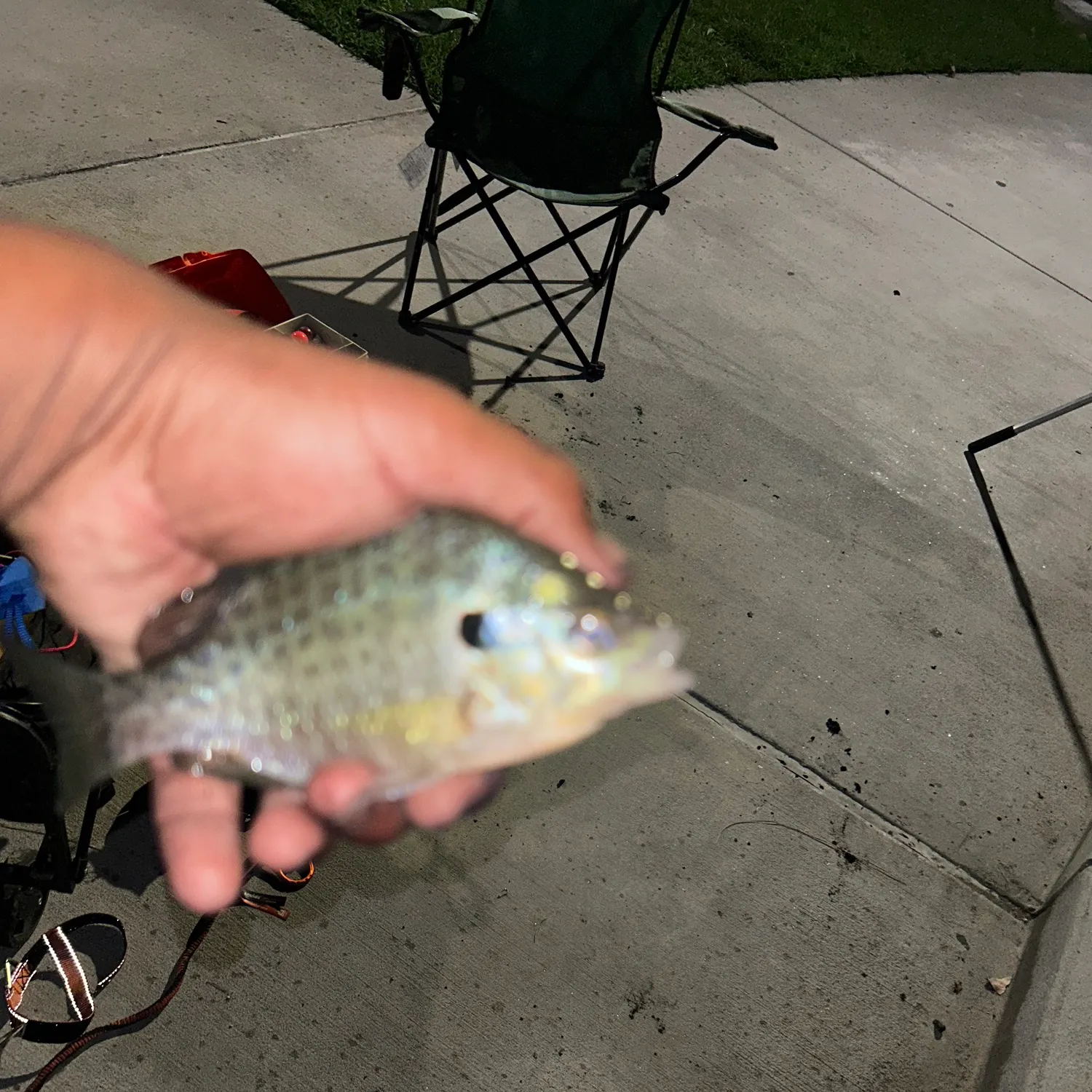 Bluegill caught on Fishbrain