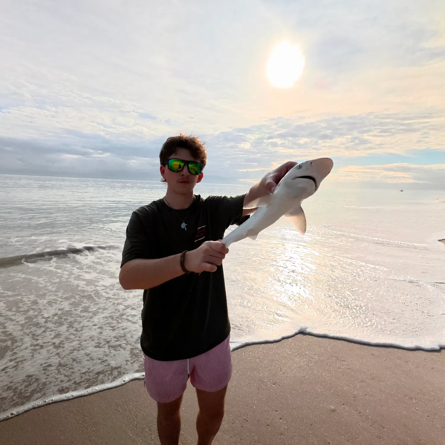 The most recent Spinner shark catches on Fishbrain