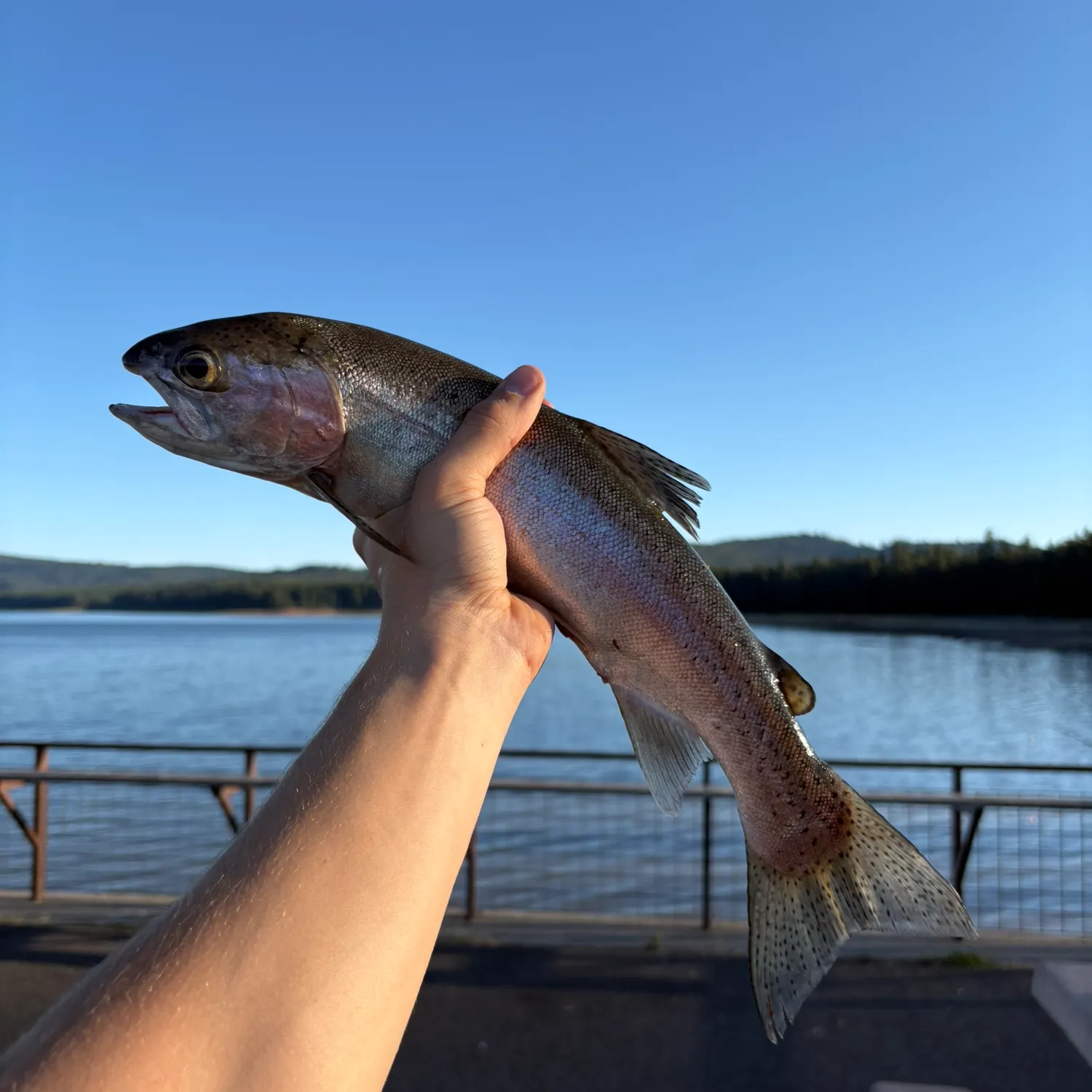 Rainbow trout caught on Fishbrain