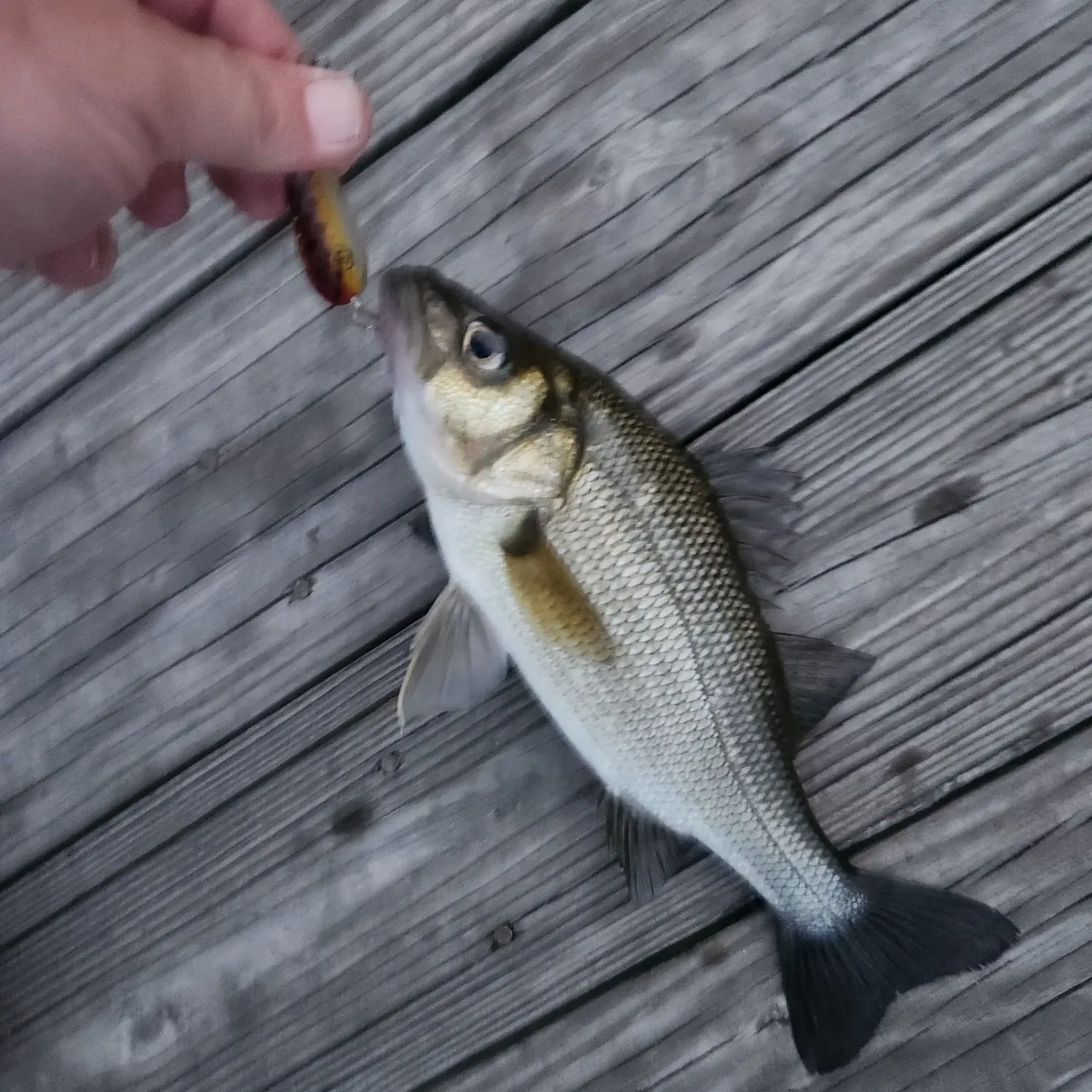 White perch caught on Fishbrain