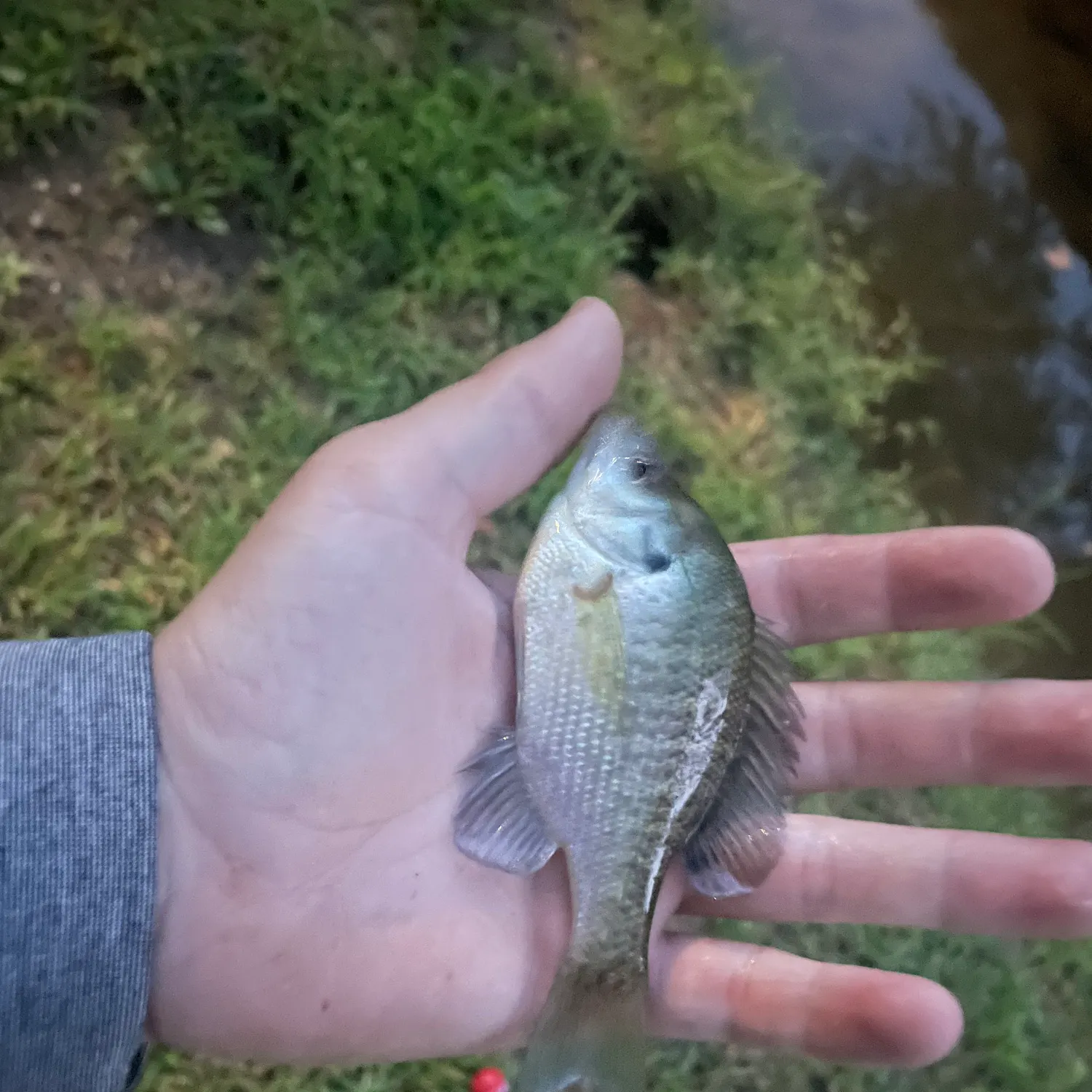 Bluegill caught on Fishbrain