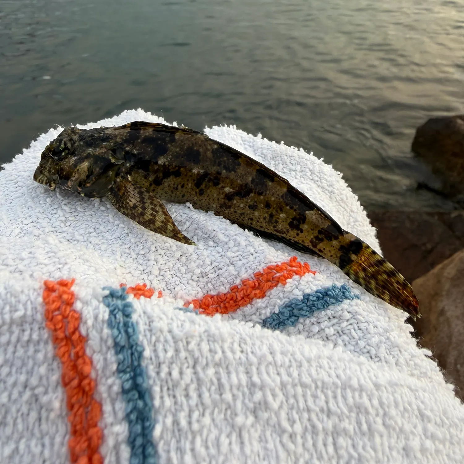 The most recent Woolly sculpin catches on Fishbrain