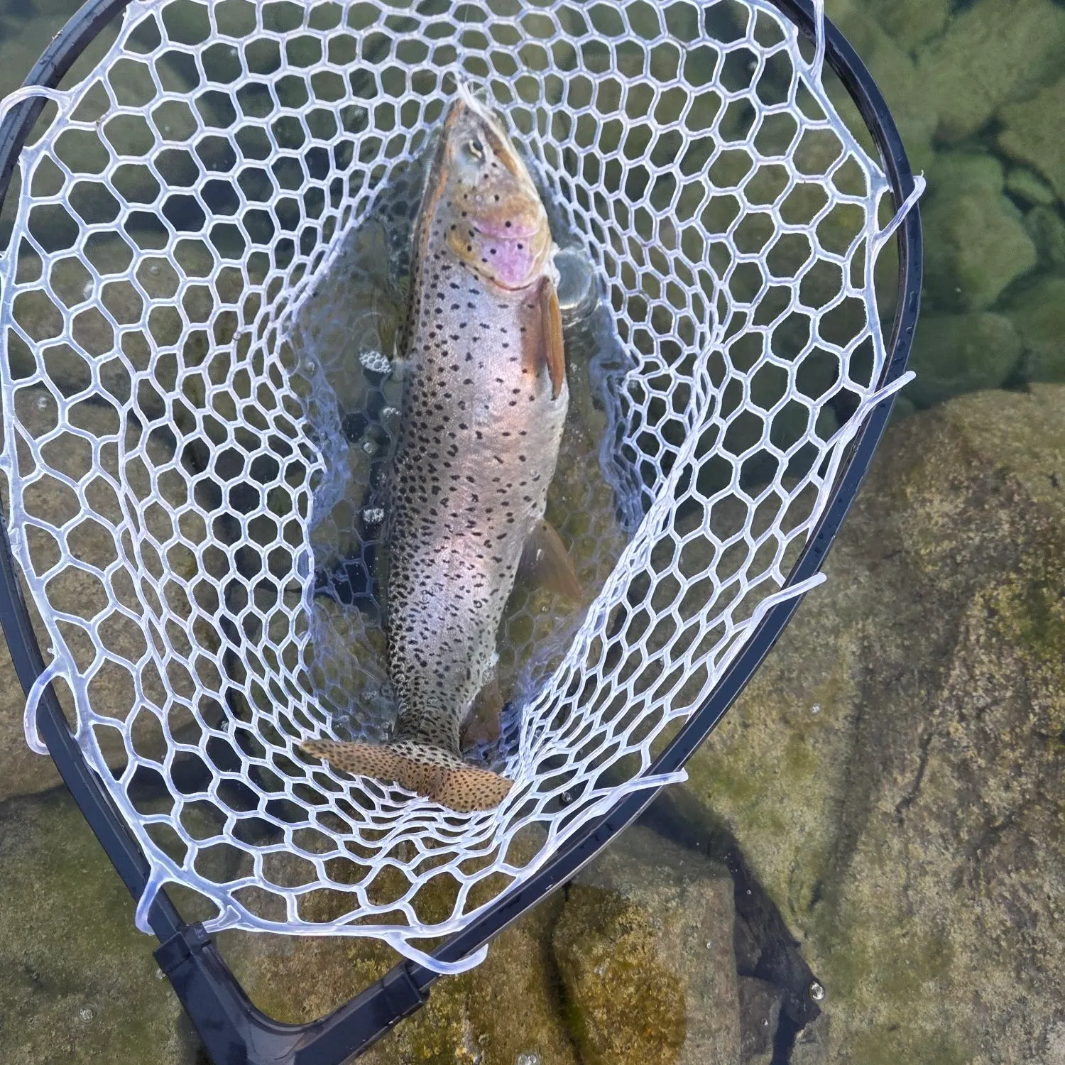 Bear Lake cutthroat trout caught on Fishbrain