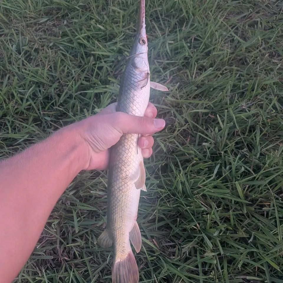 Shortnose gar caught on Fishbrain