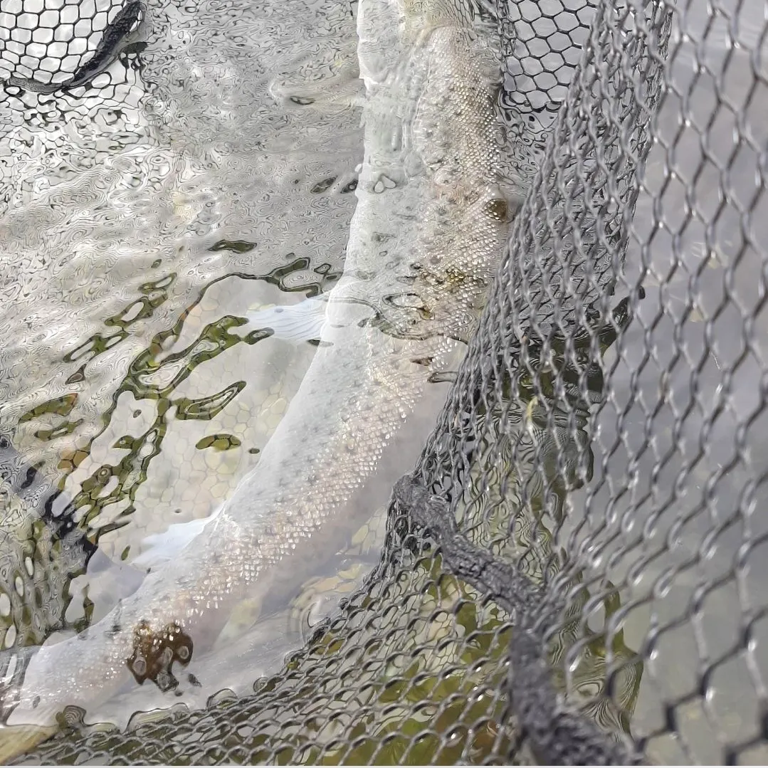 Sea trout caught on Fishbrain