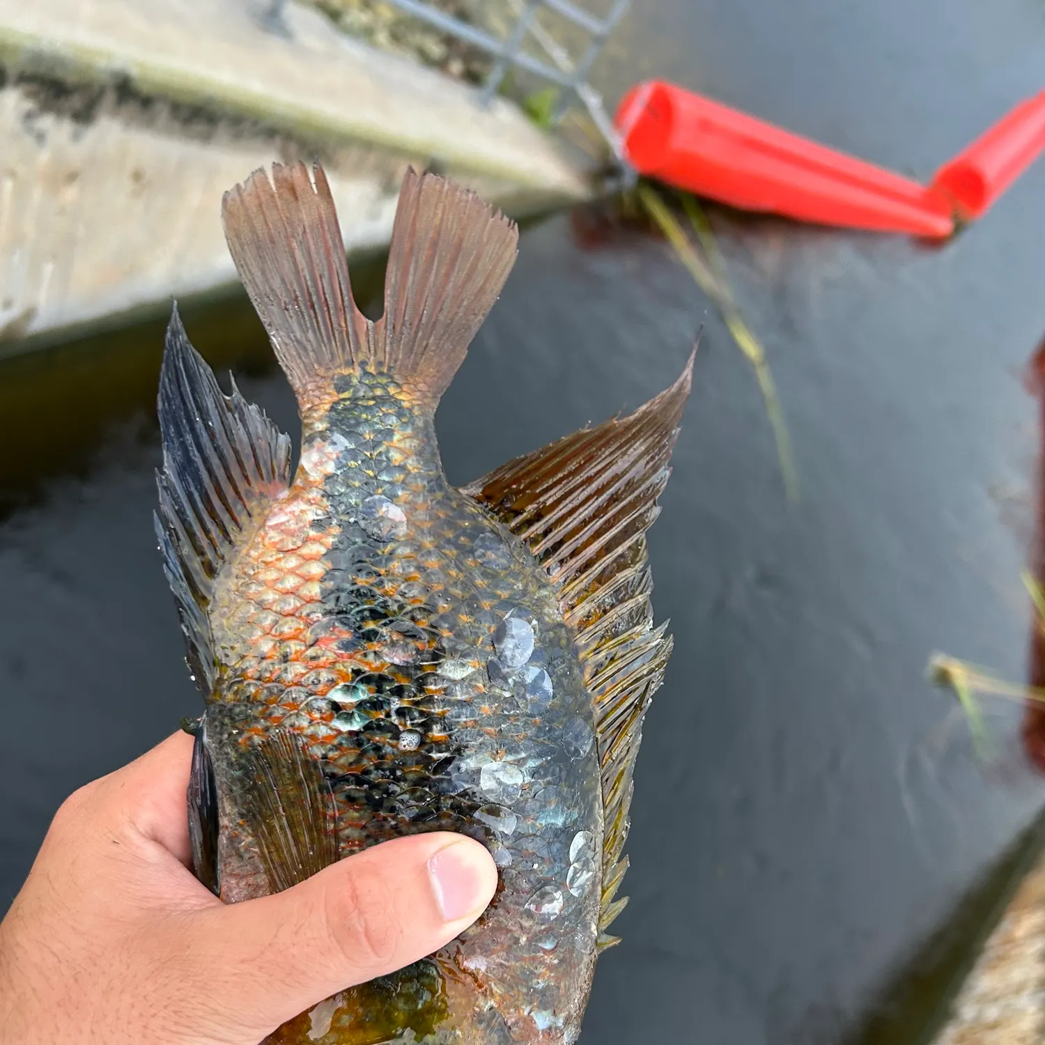 The most recent Redhead cichlid catches on Fishbrain