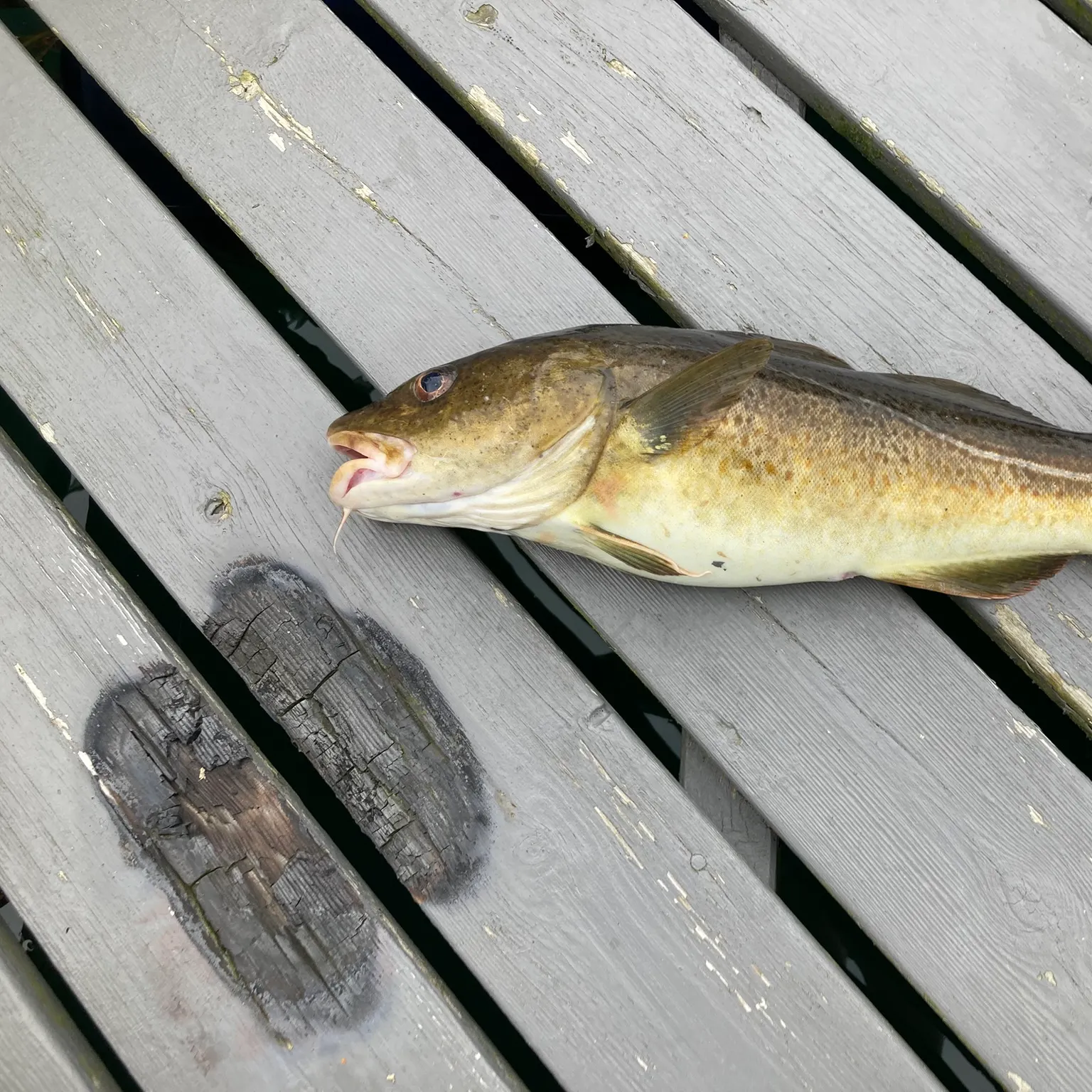 The most recent Atlantic cod catches on Fishbrain