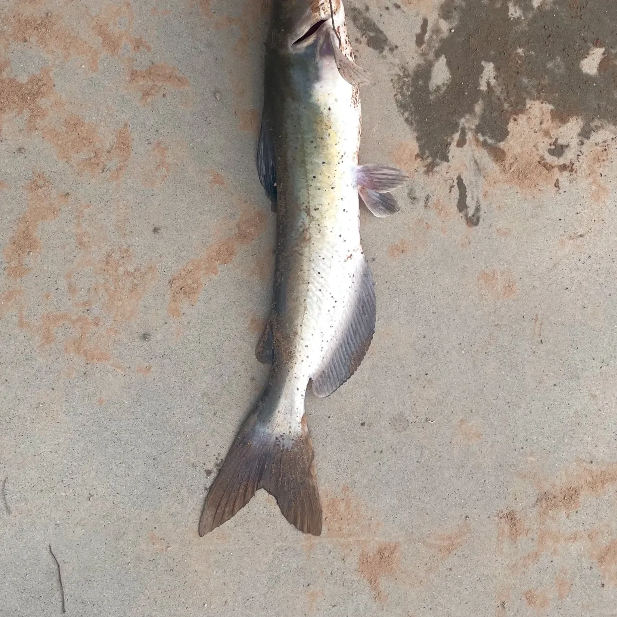 Channel catfish caught on Fishbrain