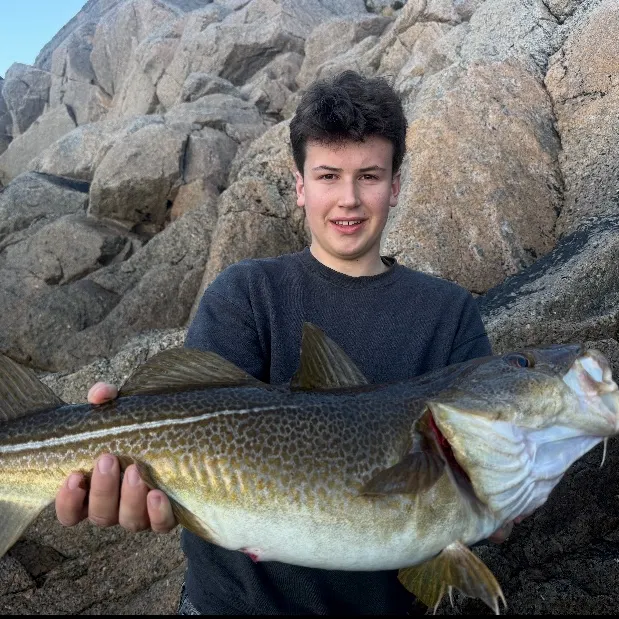 Atlantic cod caught on Fishbrain