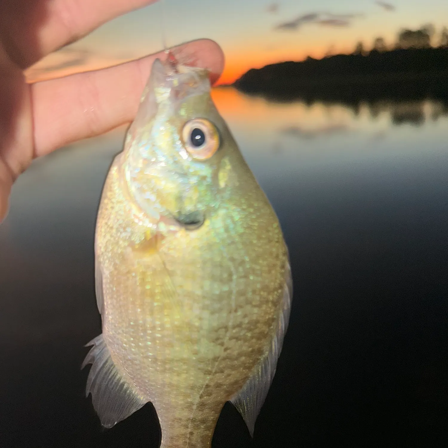 Bluegill caught on Fishbrain