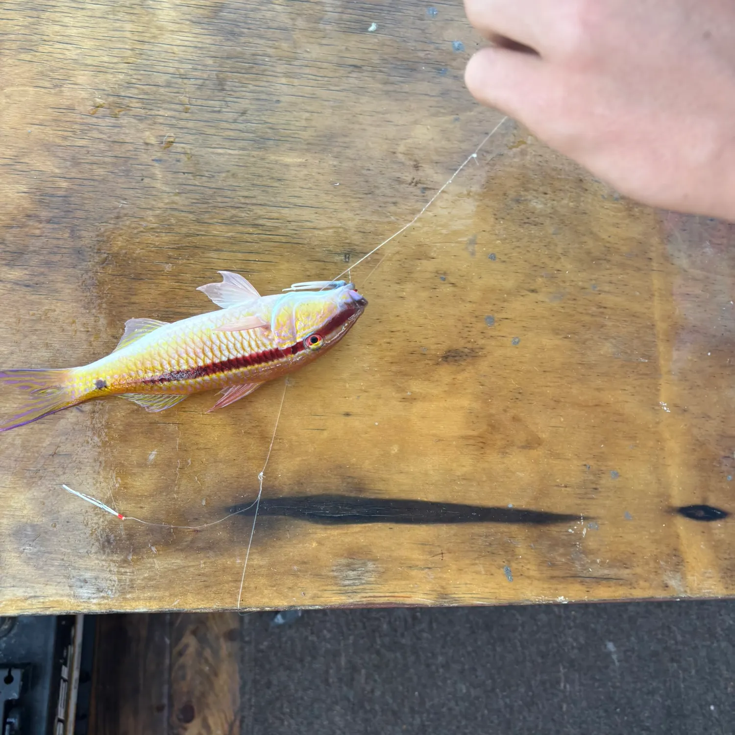 The most recent Manybar goatfish catches on Fishbrain