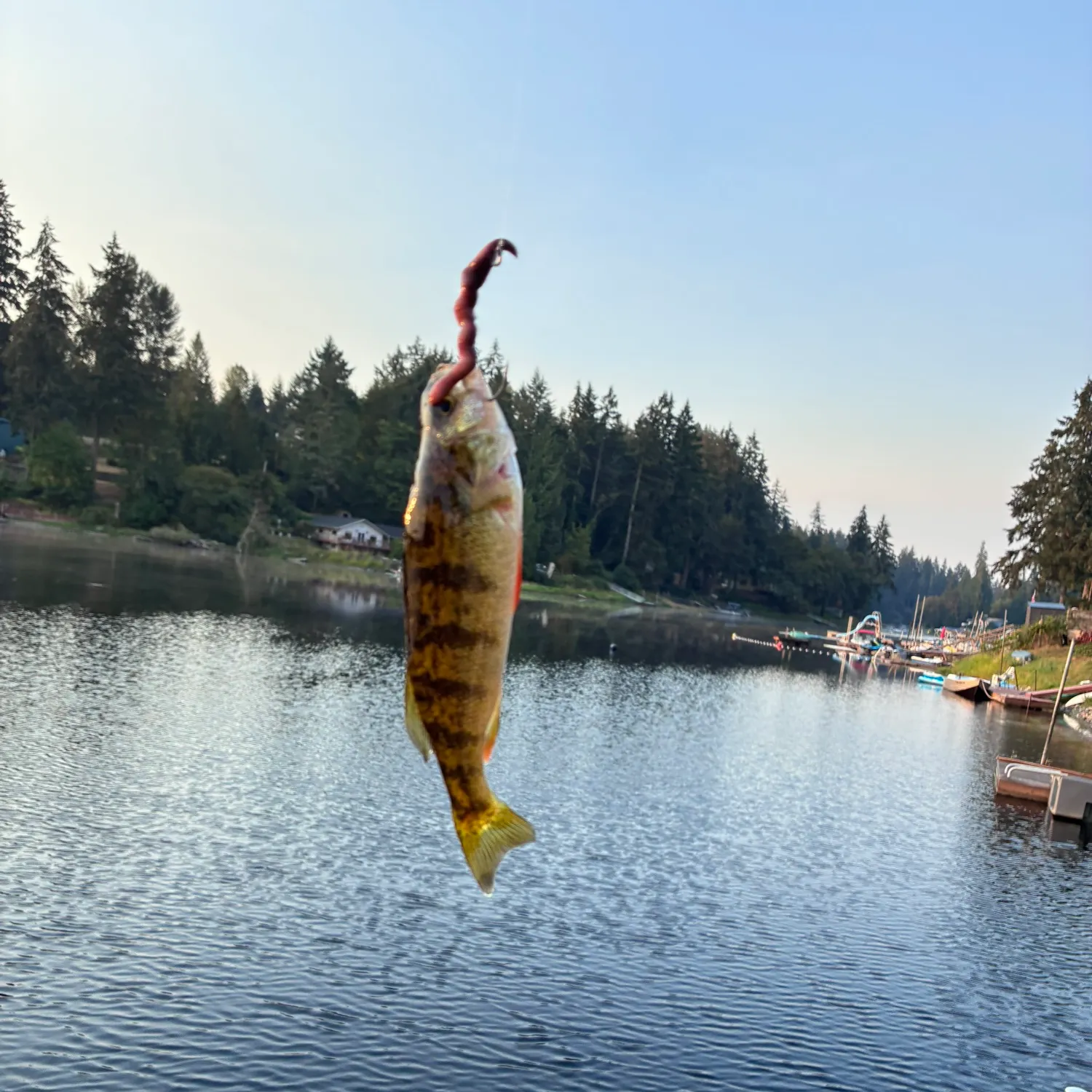 Yellow perch caught on Fishbrain
