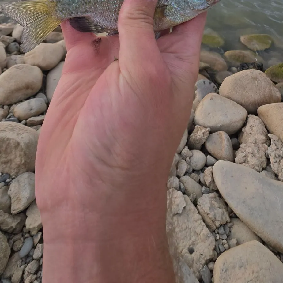 Bluegill caught on Fishbrain