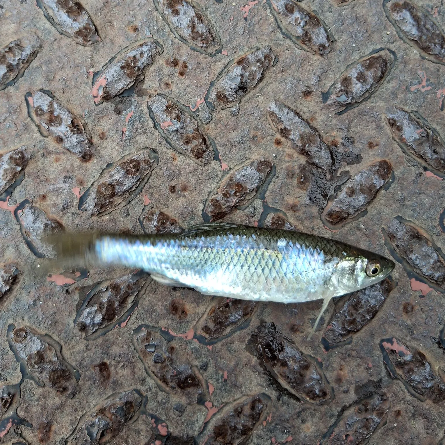 The most recent Spotfin shiner catches on Fishbrain