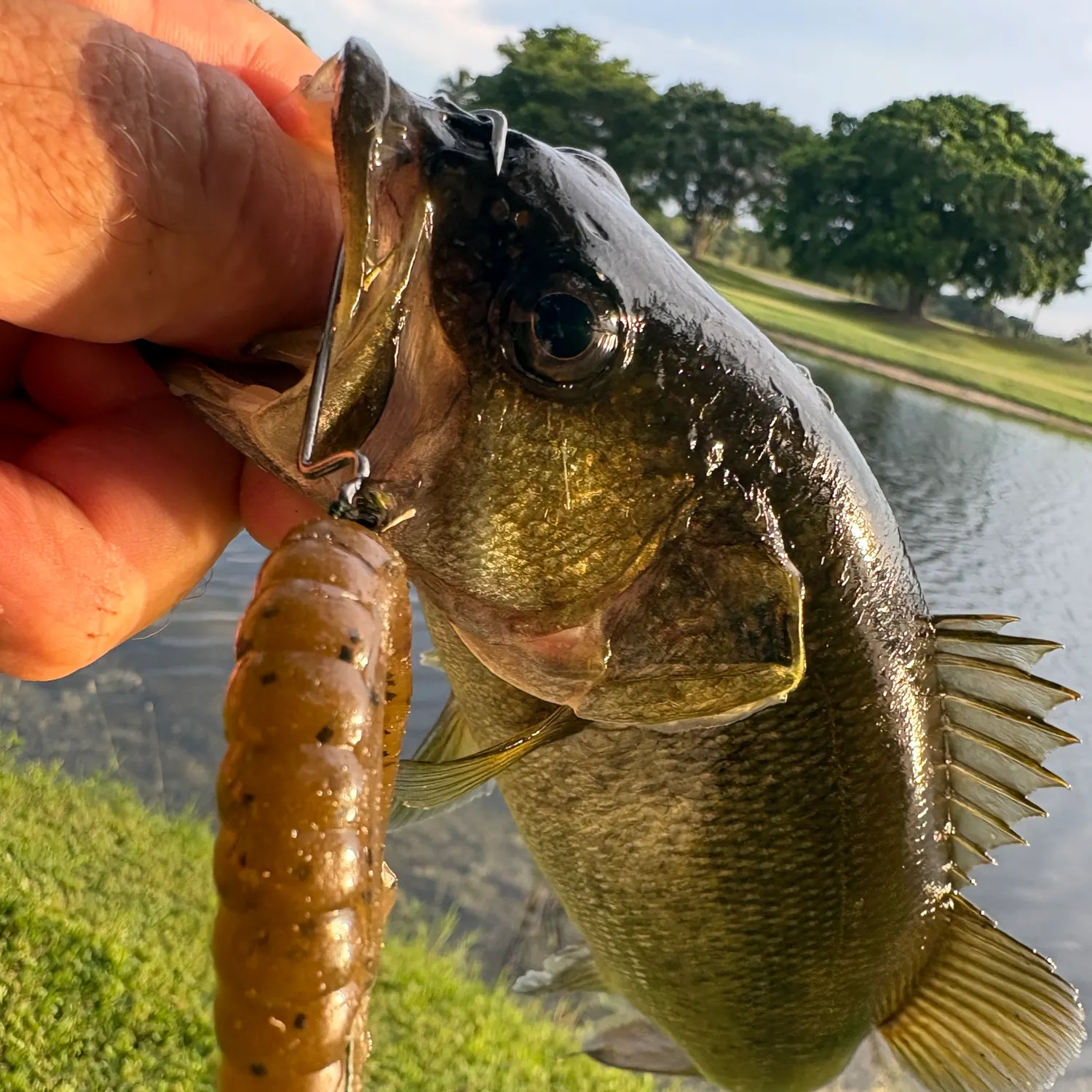 Largemouth bass caught on Fishbrain