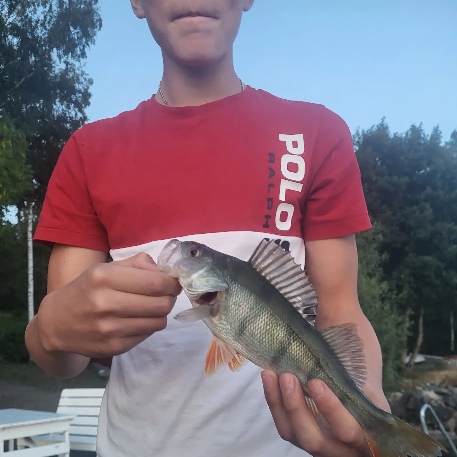 European perch caught on Fishbrain