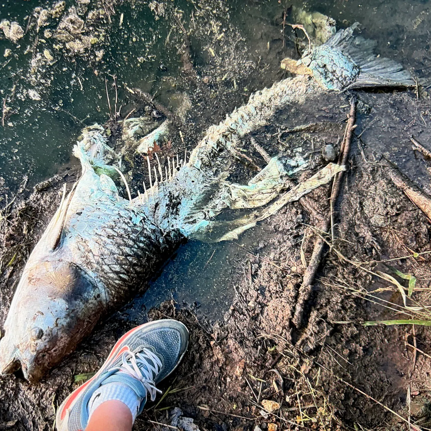 Grass carp caught on Fishbrain