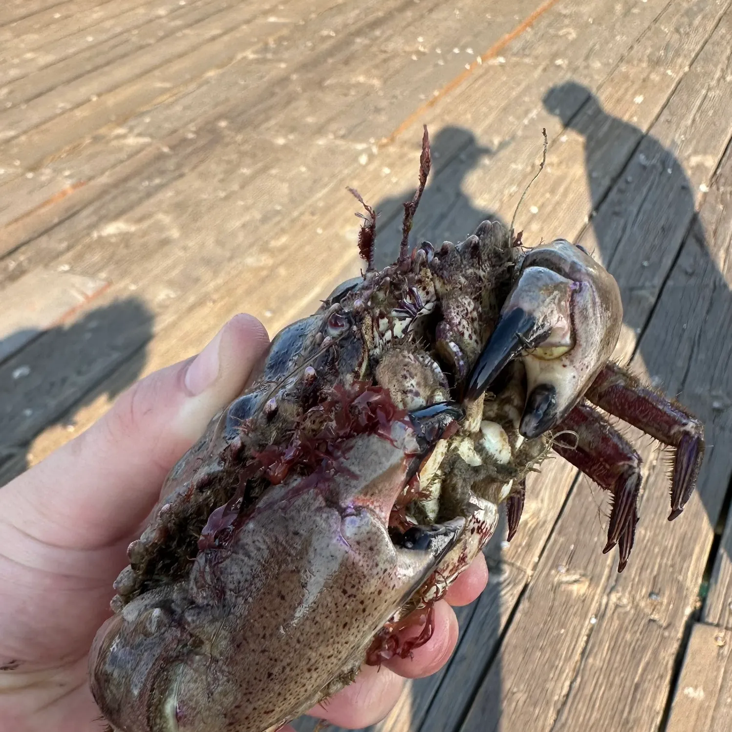 The most recent Pacific rock crab catches on Fishbrain