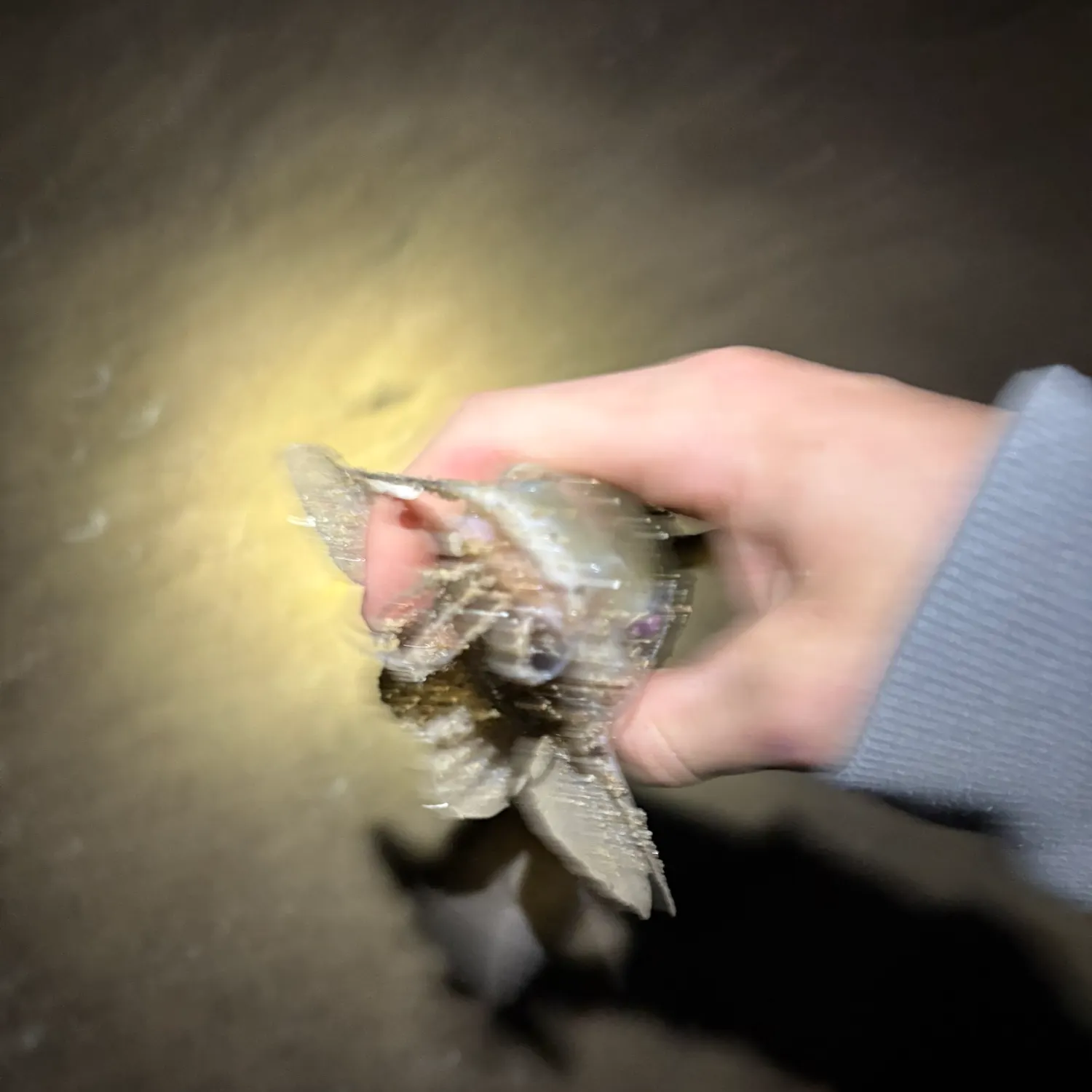Channel catfish caught on Fishbrain