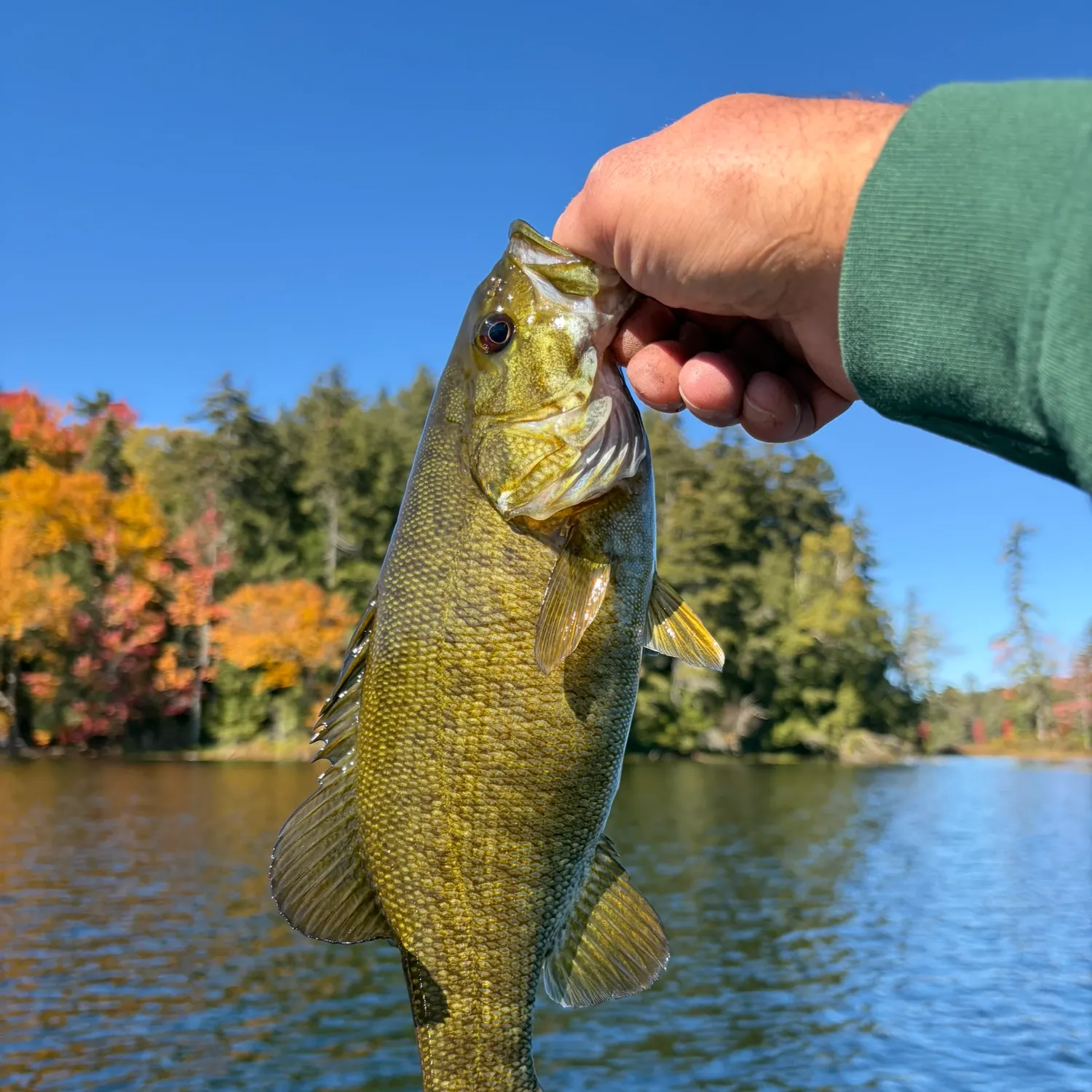 Smallmouth bass caught on Fishbrain