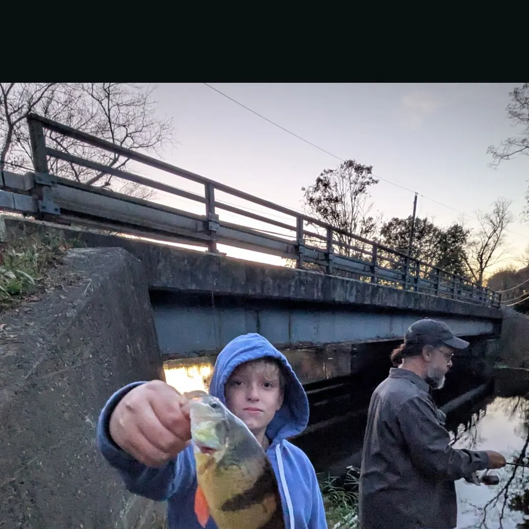 Yellow perch caught on Fishbrain
