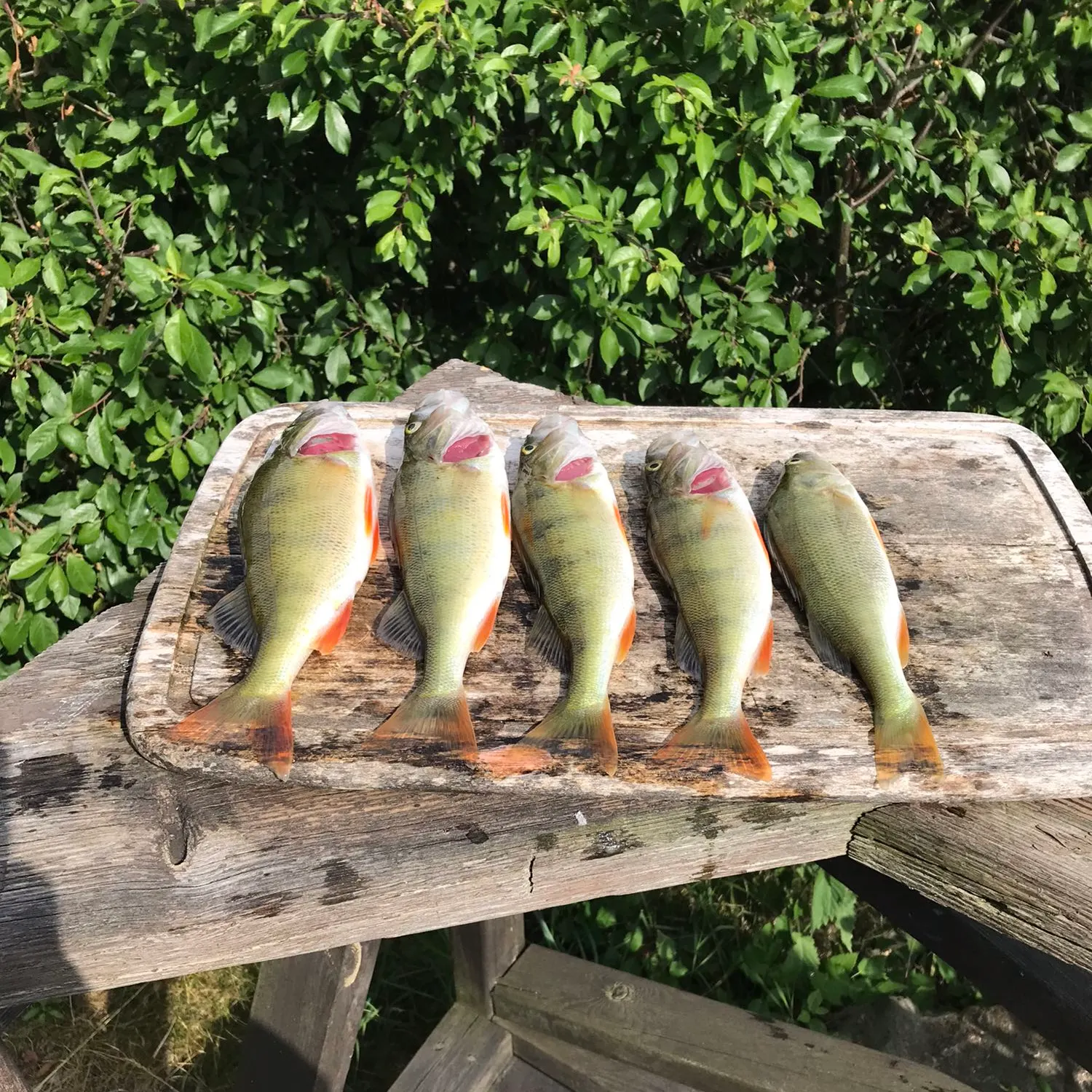 recently logged catches