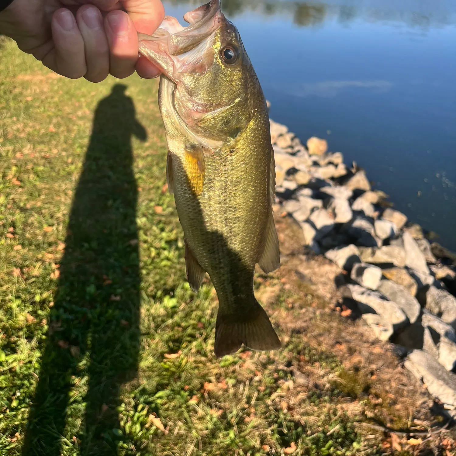 Largemouth bass caught on Fishbrain