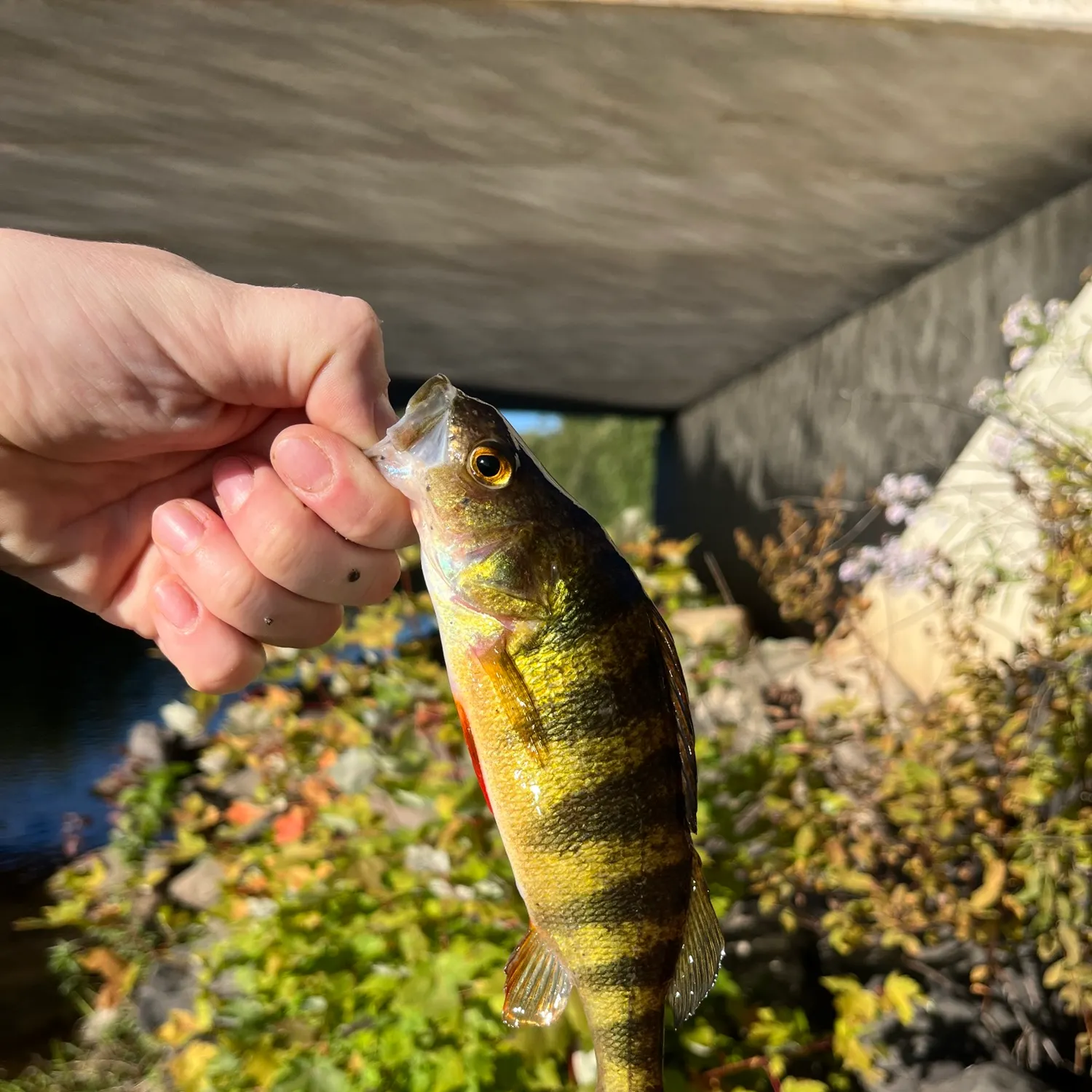 Yellow perch caught on Fishbrain
