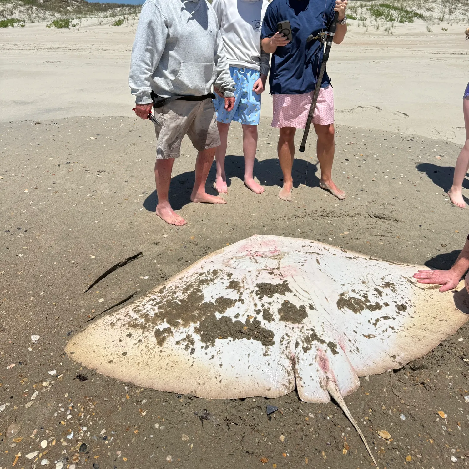 The most recent Spiny butterfly ray catches on Fishbrain