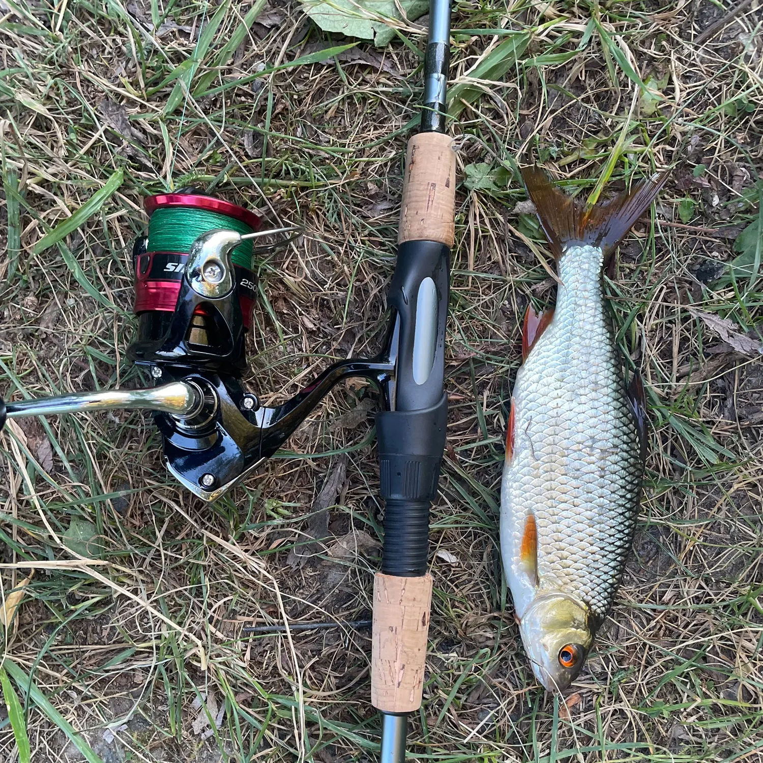 Common roach caught on Fishbrain
