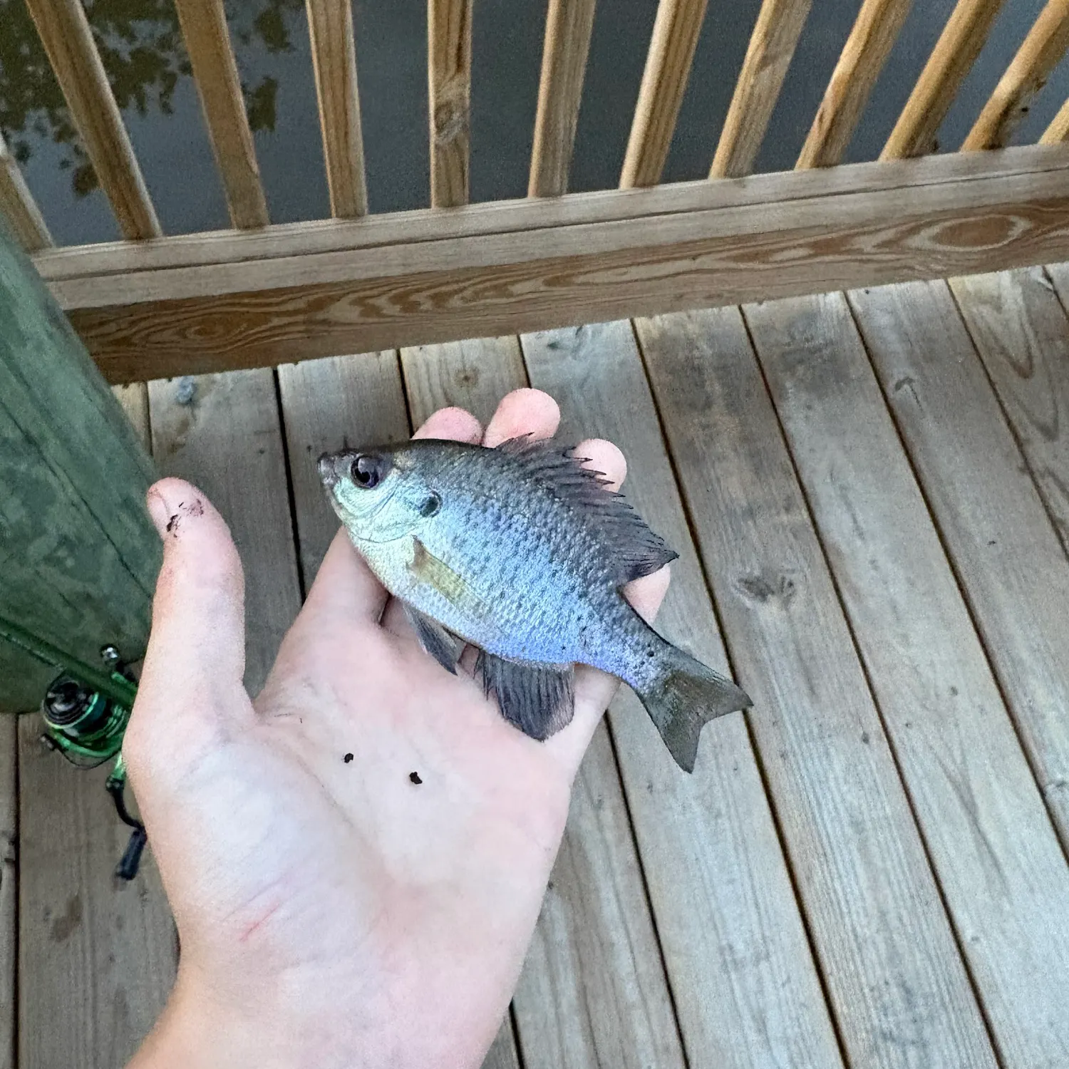 Bluegill caught on Fishbrain