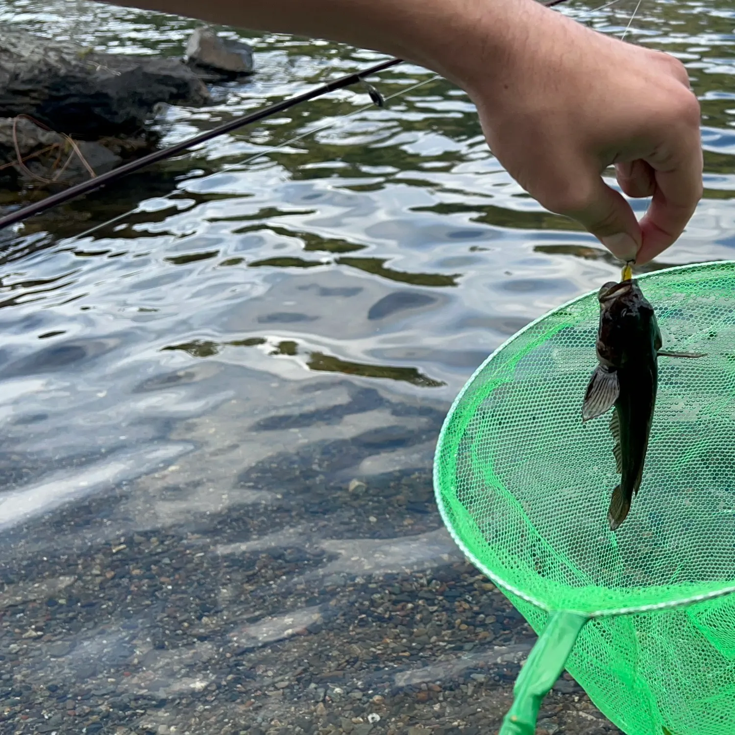 The most recent Coastrange sculpin catches on Fishbrain