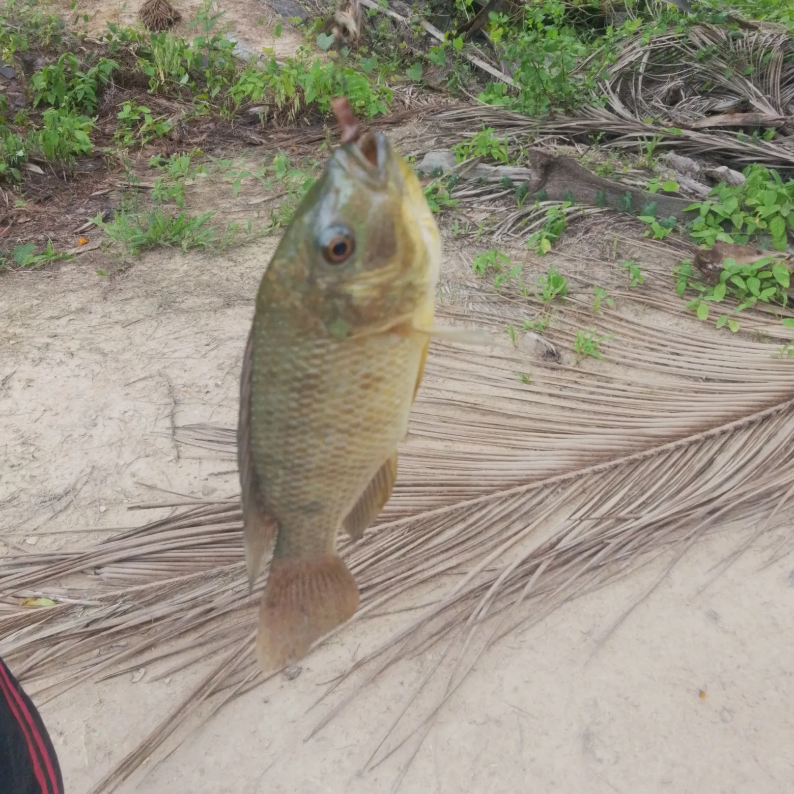 Nile tilapia caught on Fishbrain