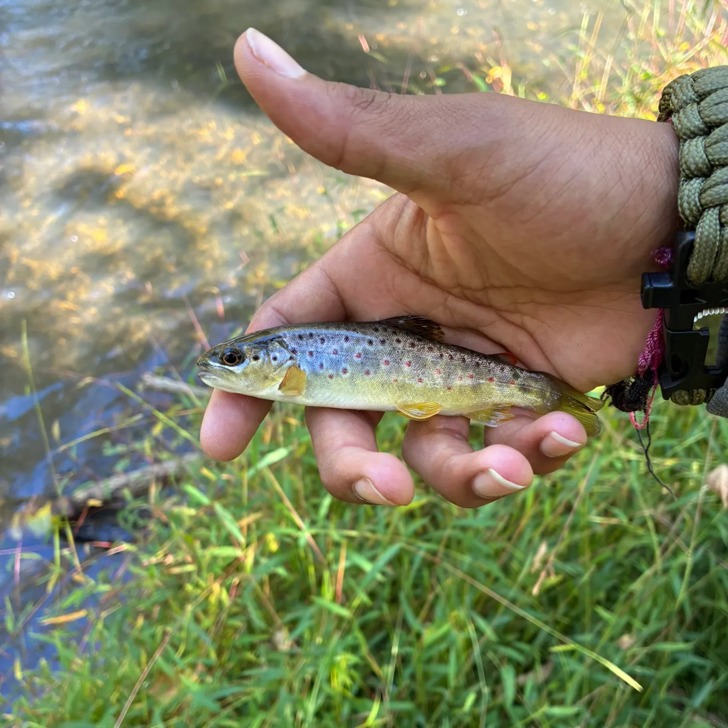Brown trout caught on Fishbrain