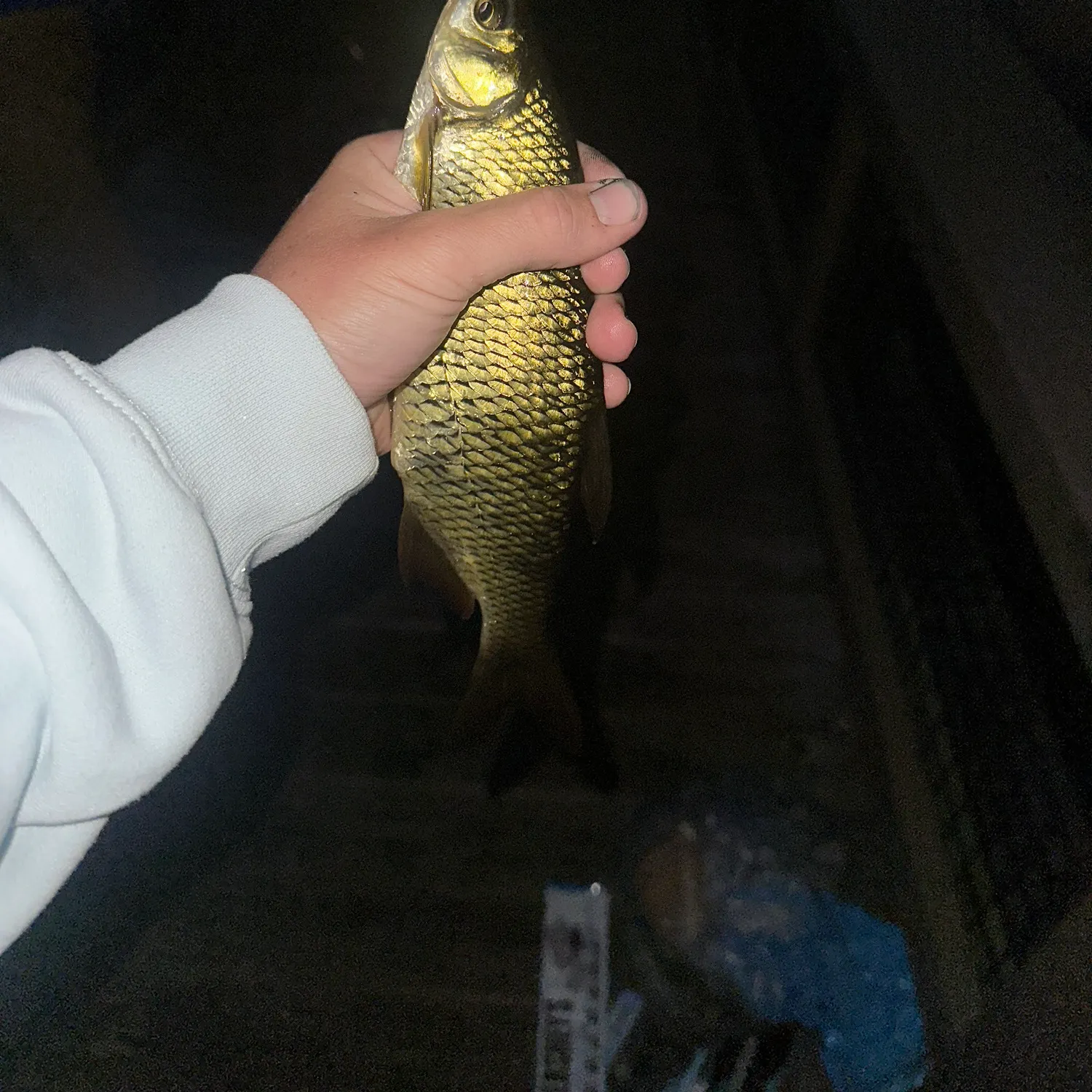 The most recent Golden shiner catches on Fishbrain