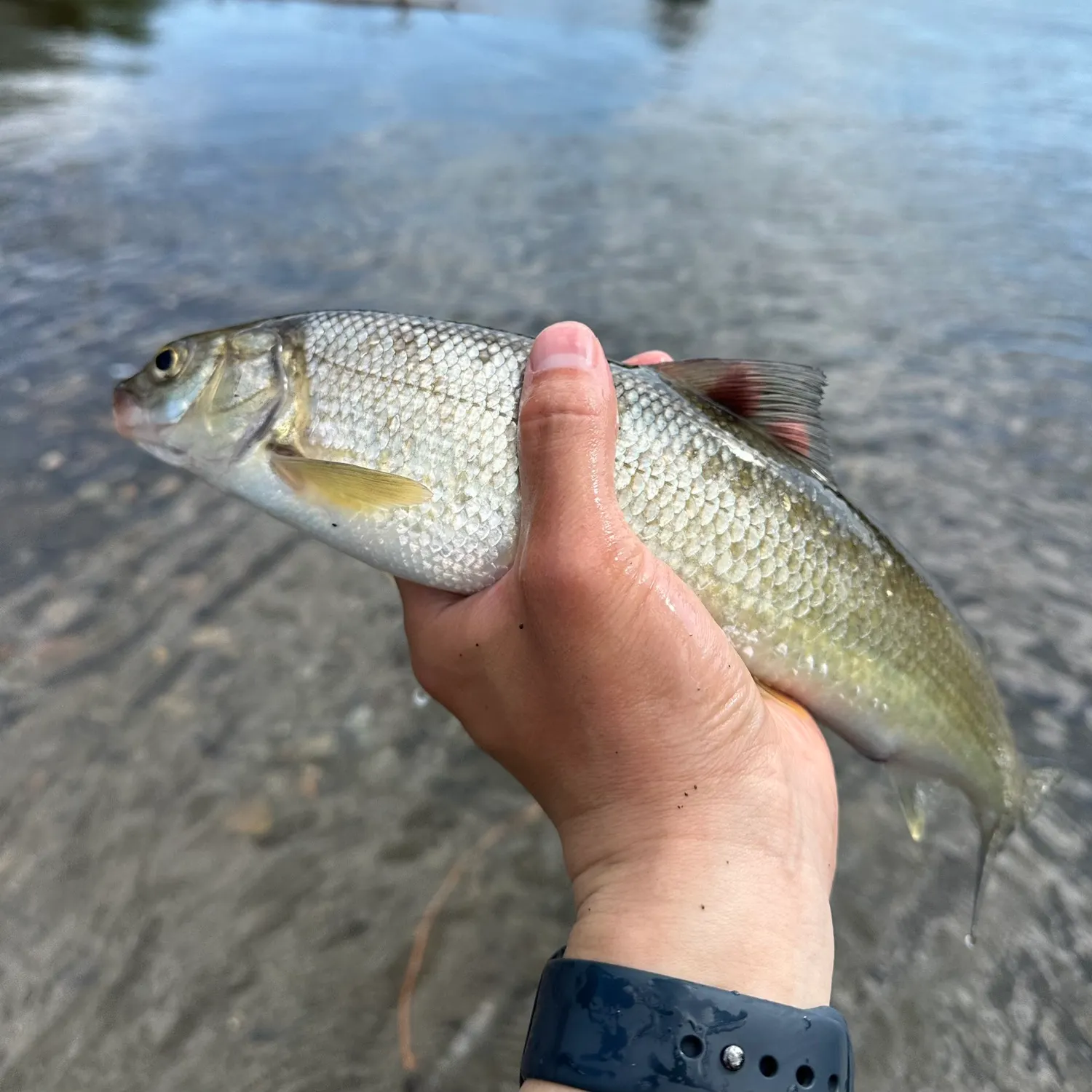 most liked catch image