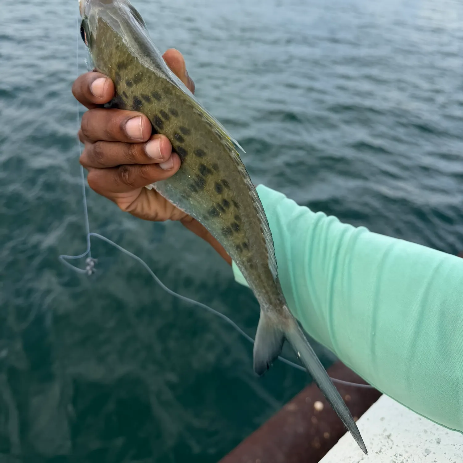 The most recent Yellowfin mojarra catches on Fishbrain
