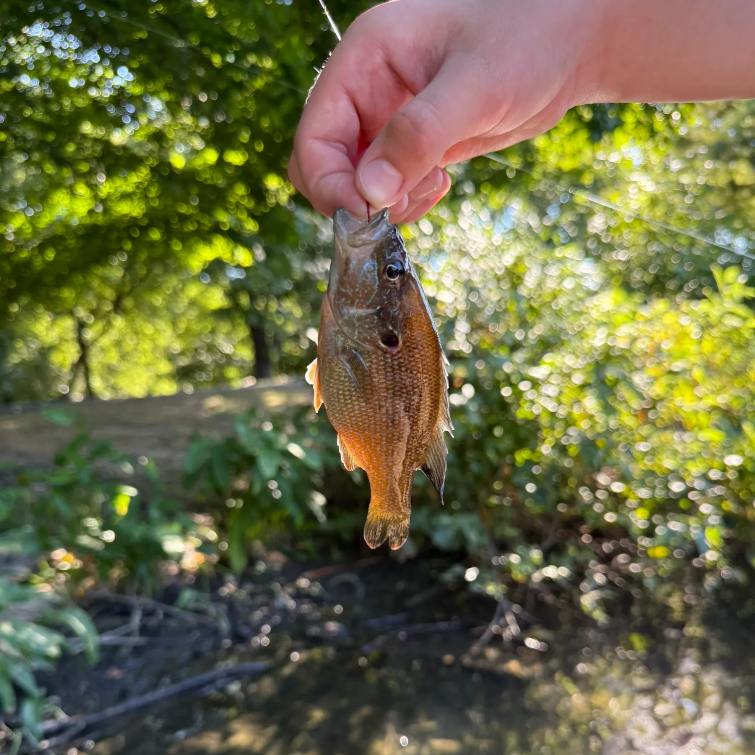 Green sunfish caught on Fishbrain