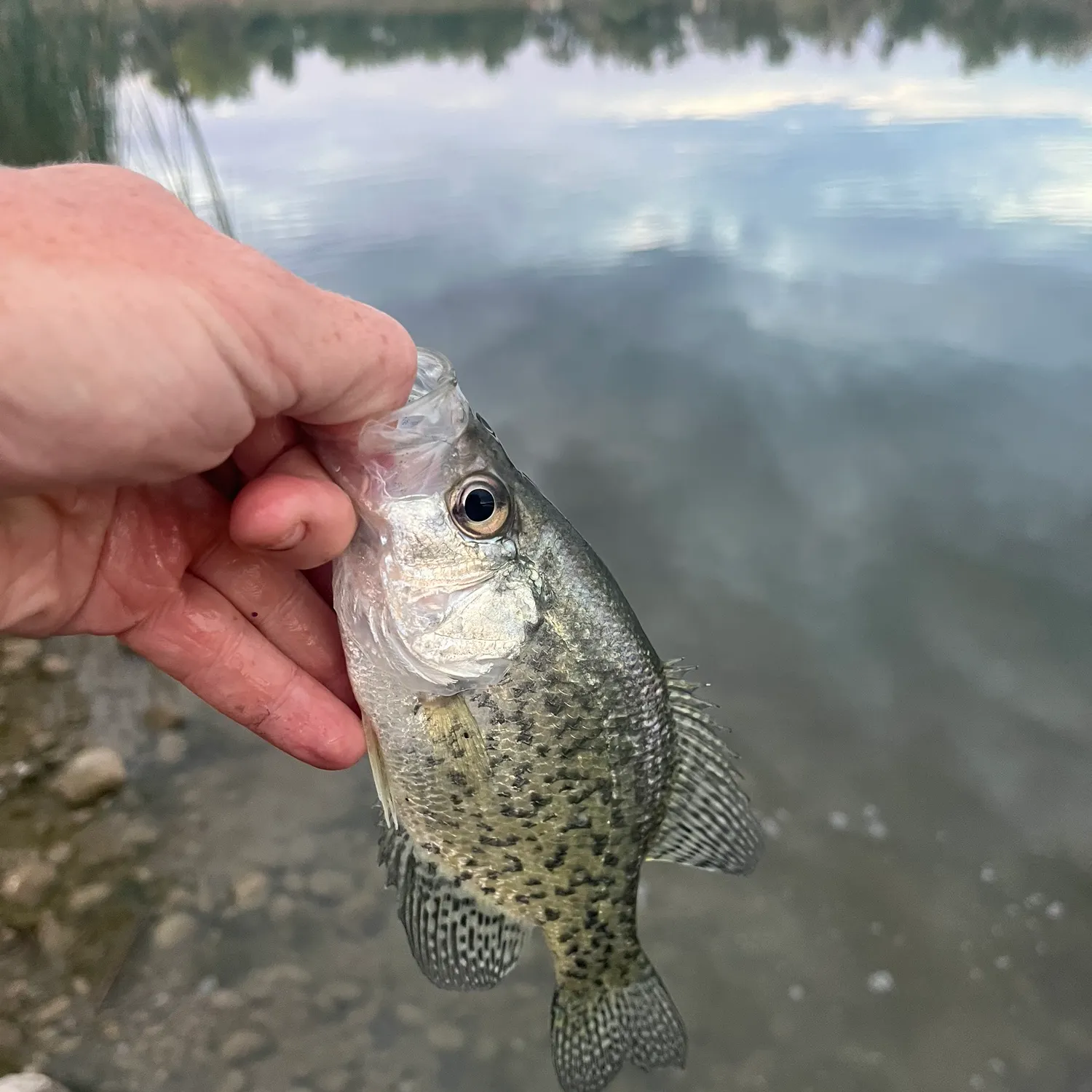 Black crappie caught on Fishbrain