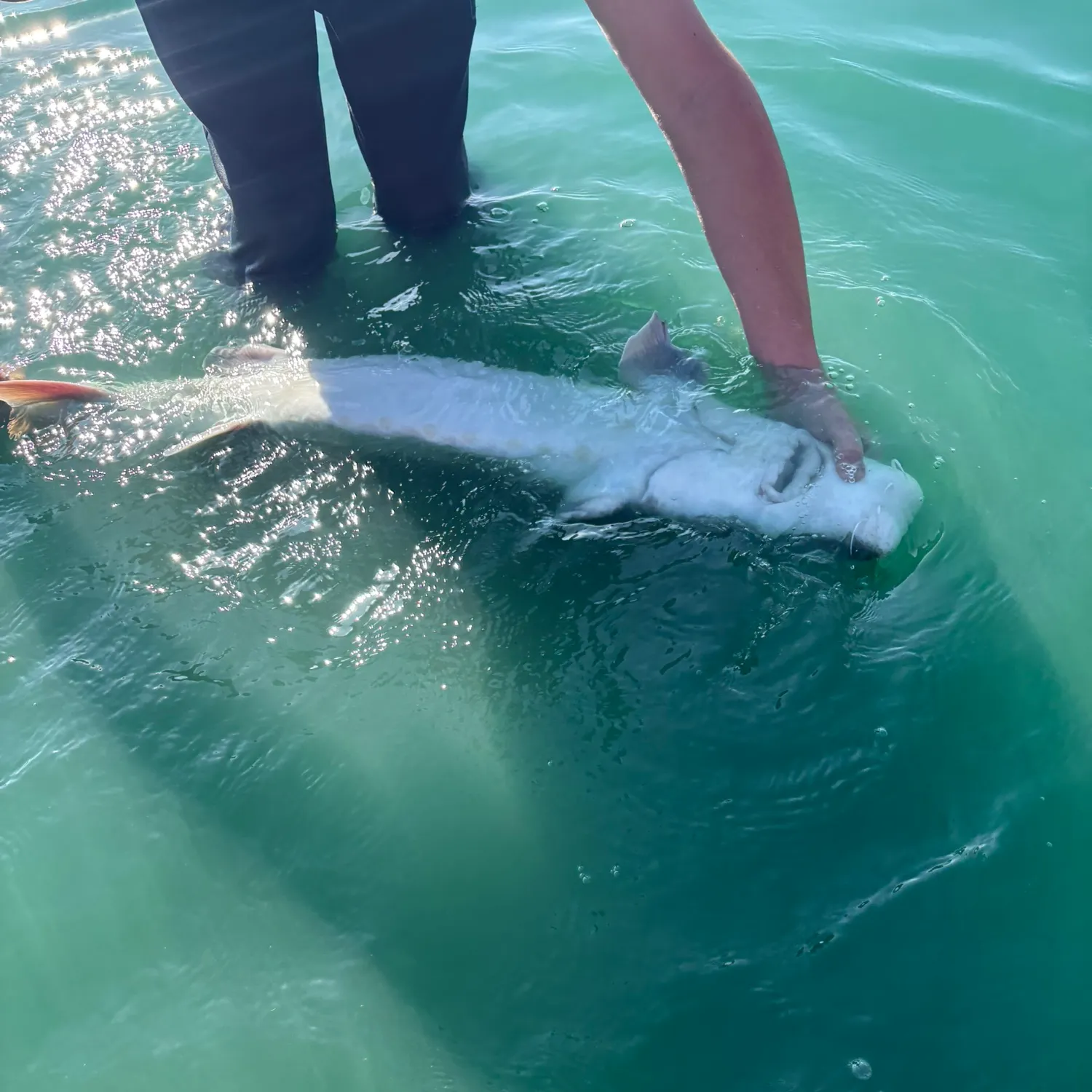 White sturgeon caught on Fishbrain
