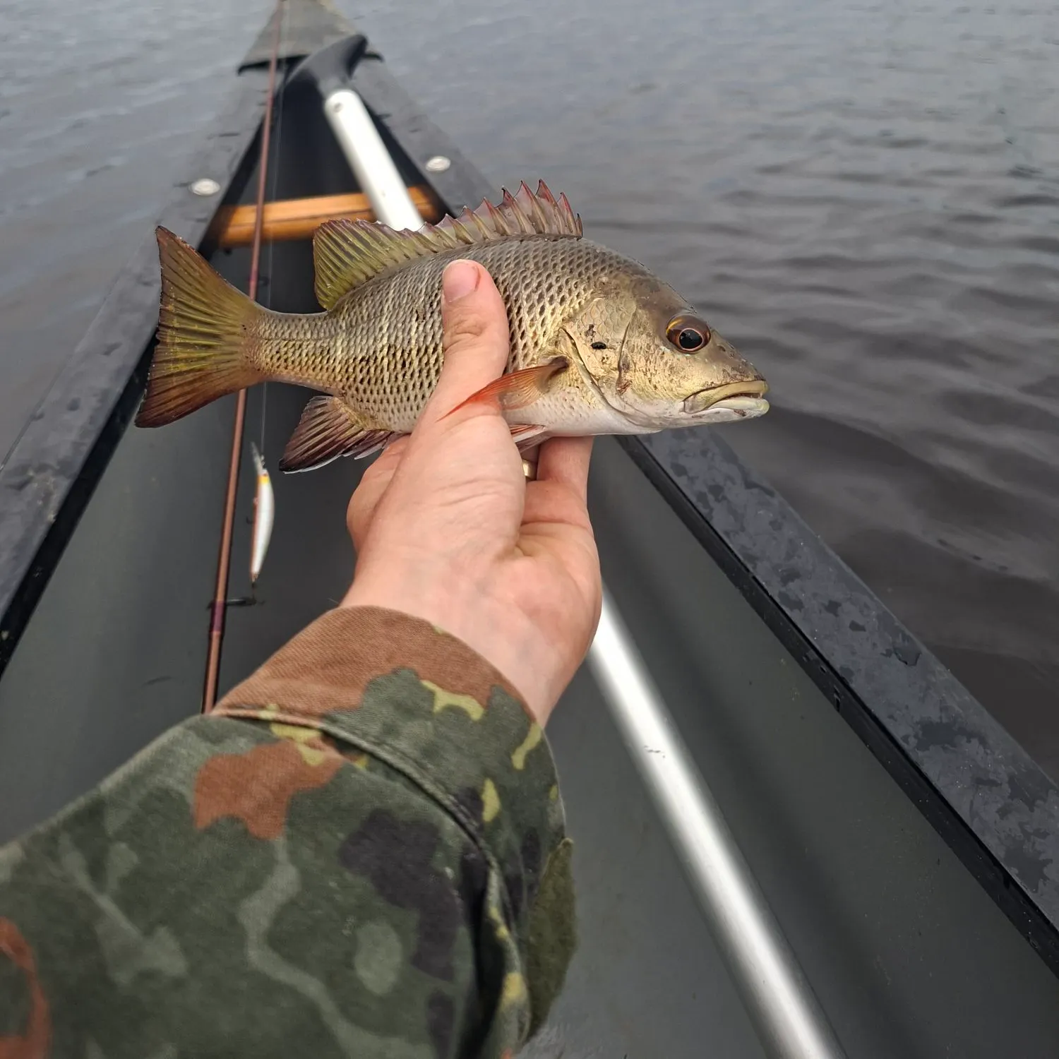 The most recent Mangrove red snapper catches on Fishbrain
