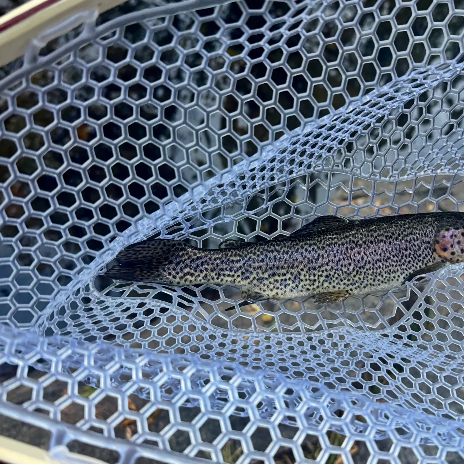 Rainbow trout caught on Fishbrain
