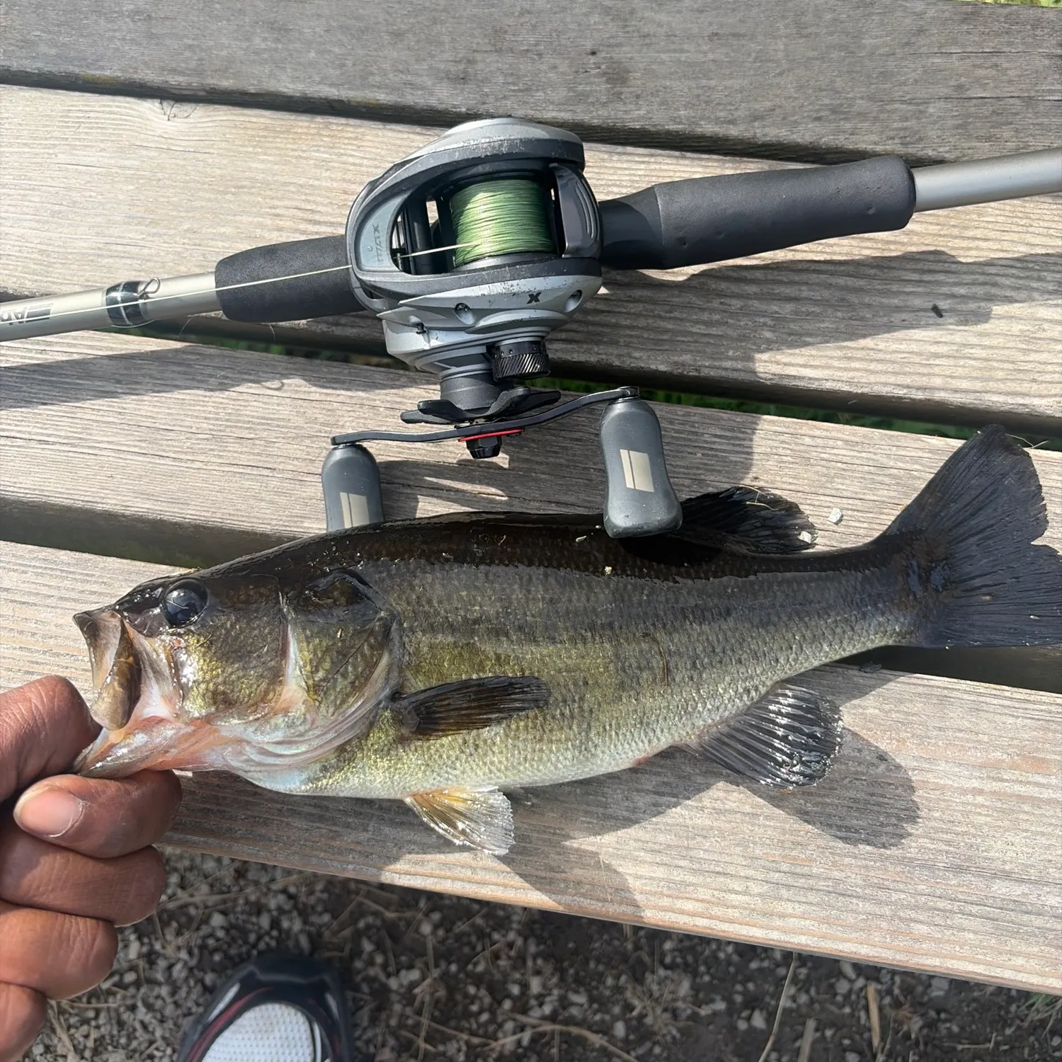 Largemouth bass caught on Fishbrain