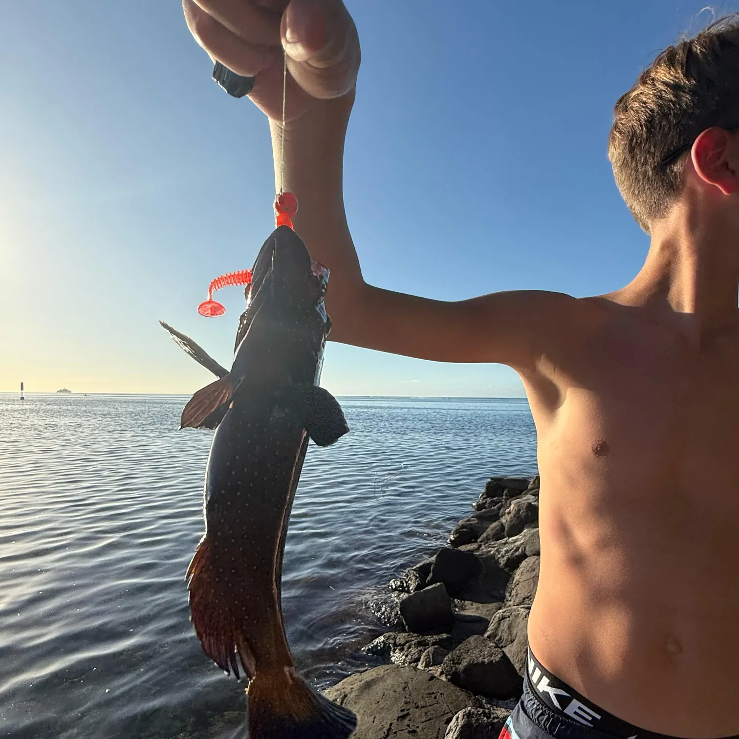 The most recent Peacock hind catches on Fishbrain